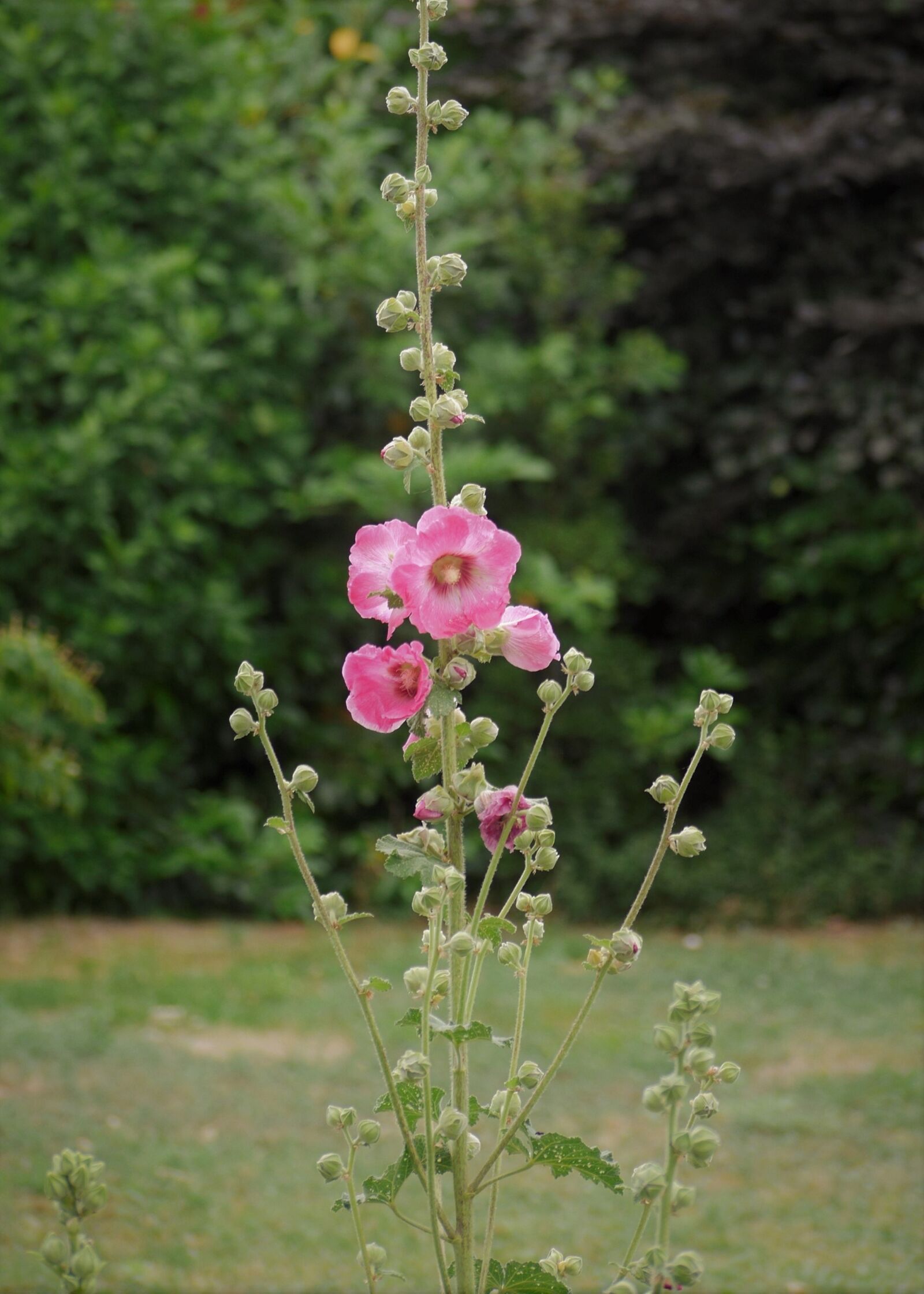 Panasonic Lumix DMC-GH3 sample photo. Stock rose, garden, bud photography