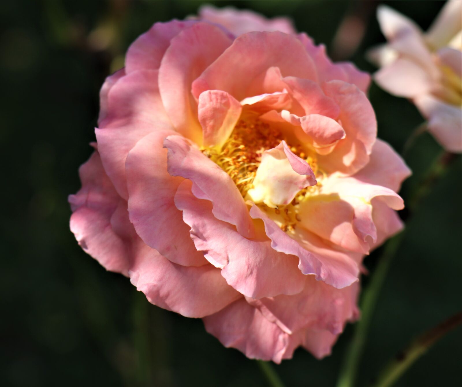 Canon EOS M6 sample photo. Rose, flower, pink photography