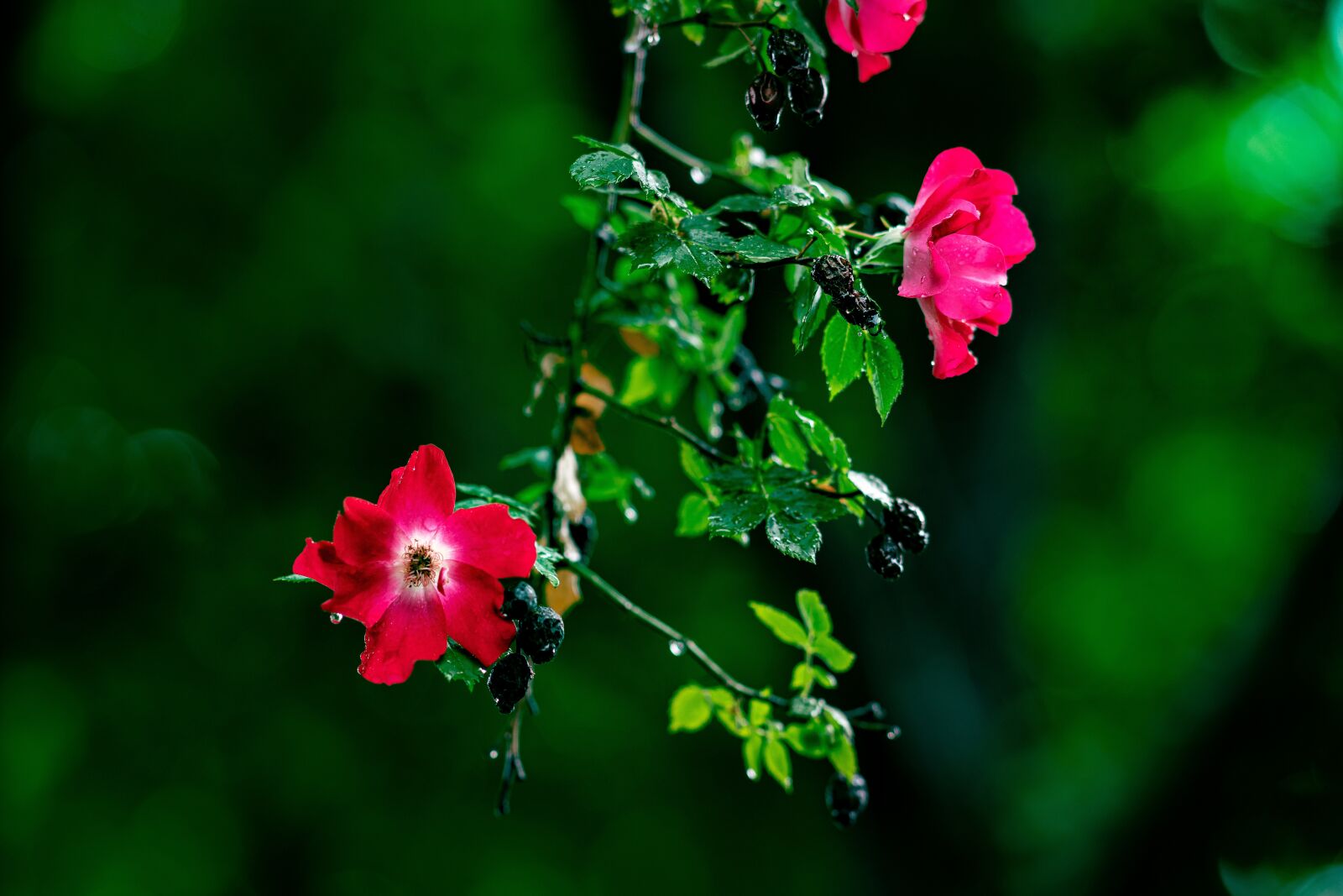 Sony Sonnar T* 135mm F1.8 ZA sample photo. Rose, flower, summer photography