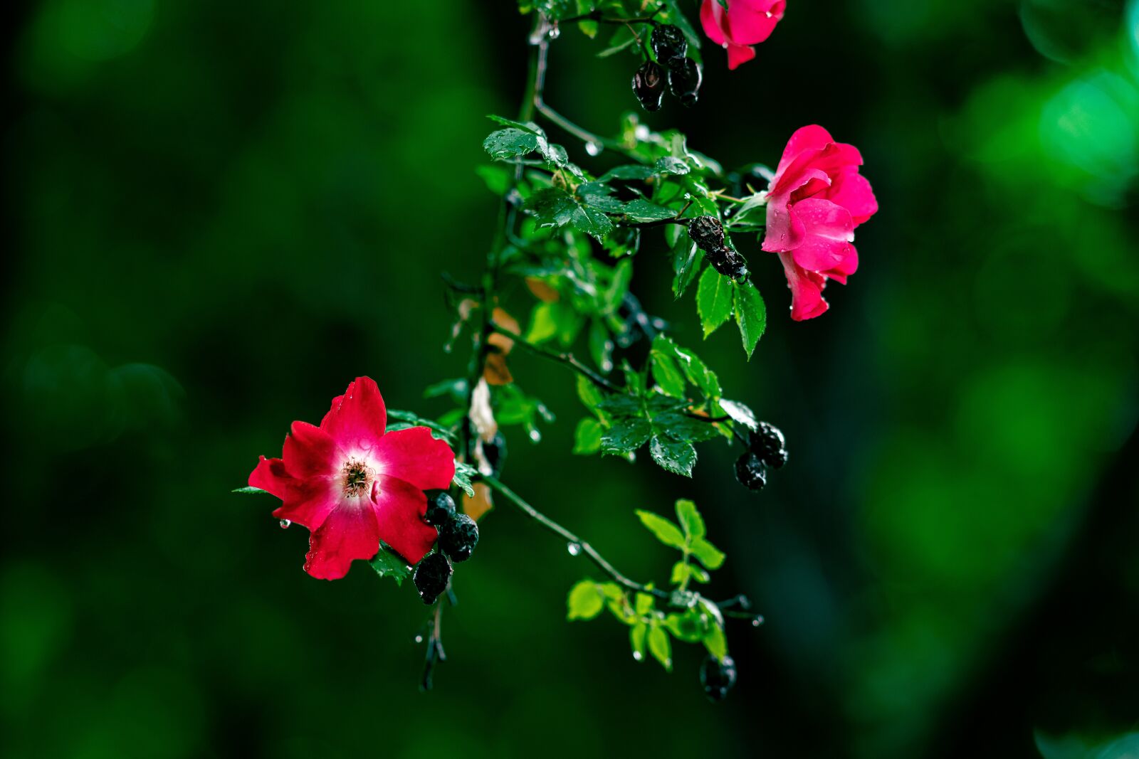 Sony Sonnar T* 135mm F1.8 ZA sample photo. Rose, flower, summer photography