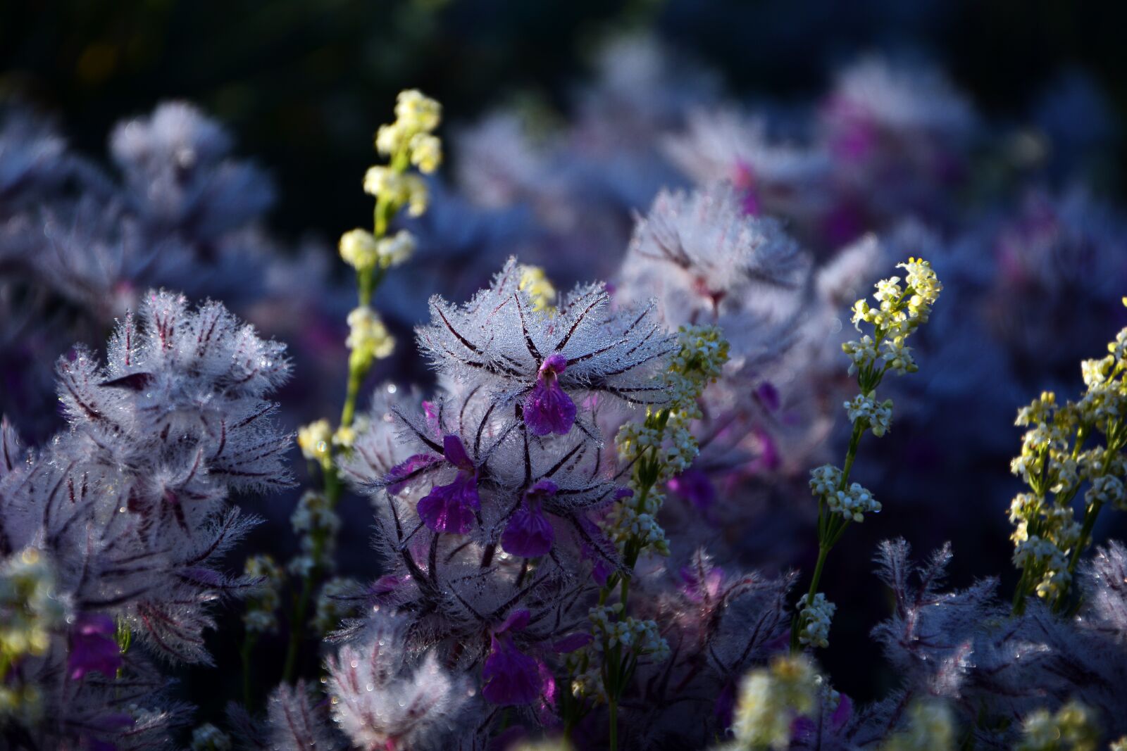 Nikon D7100 sample photo. Raw, şebnem, nature photography