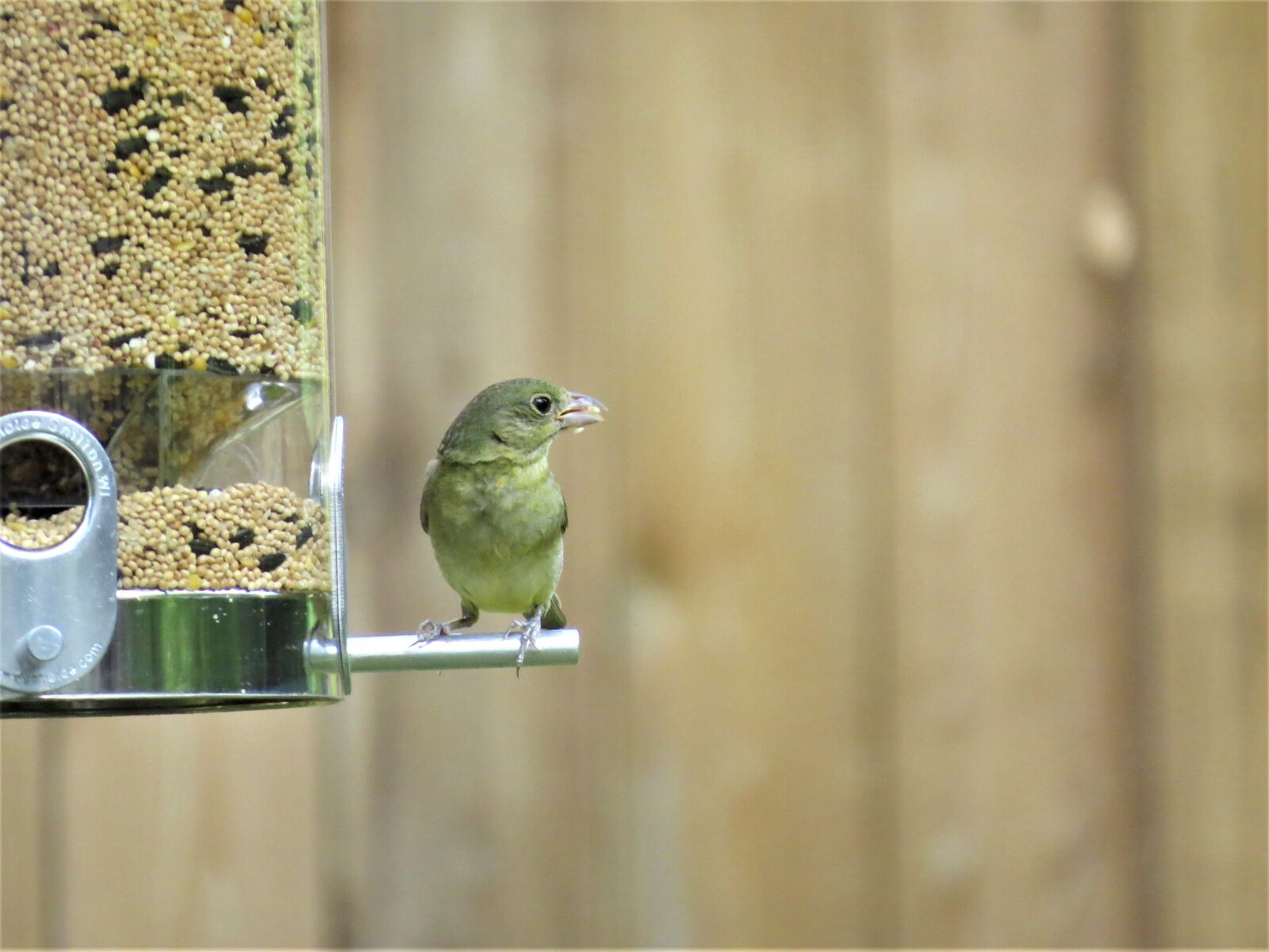 Canon PowerShot SX50 HS sample photo. Bird, cute, yellow tan photography