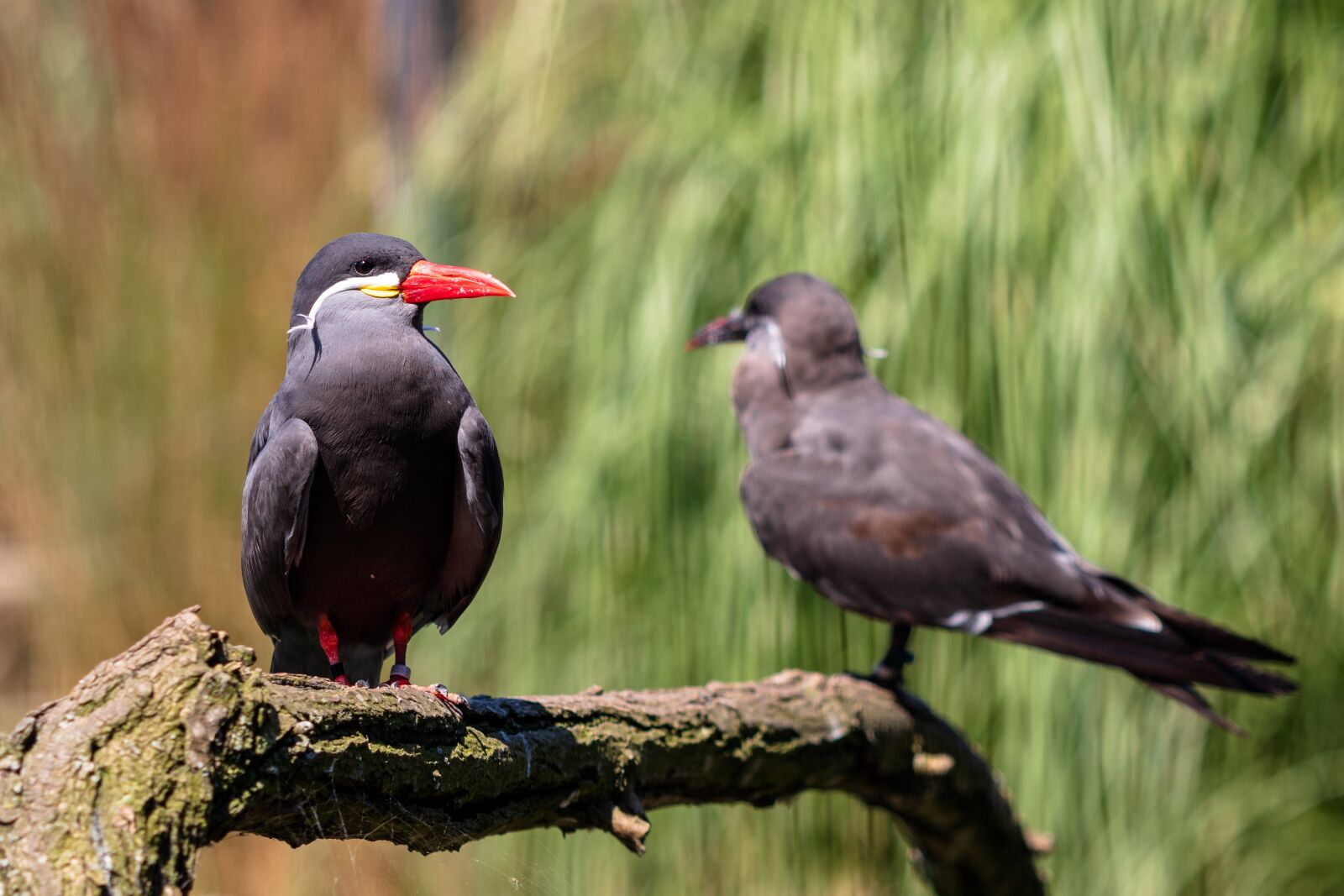 Canon EF 70-300 F4-5.6 IS II USM sample photo. Bird, plumage, nature photography