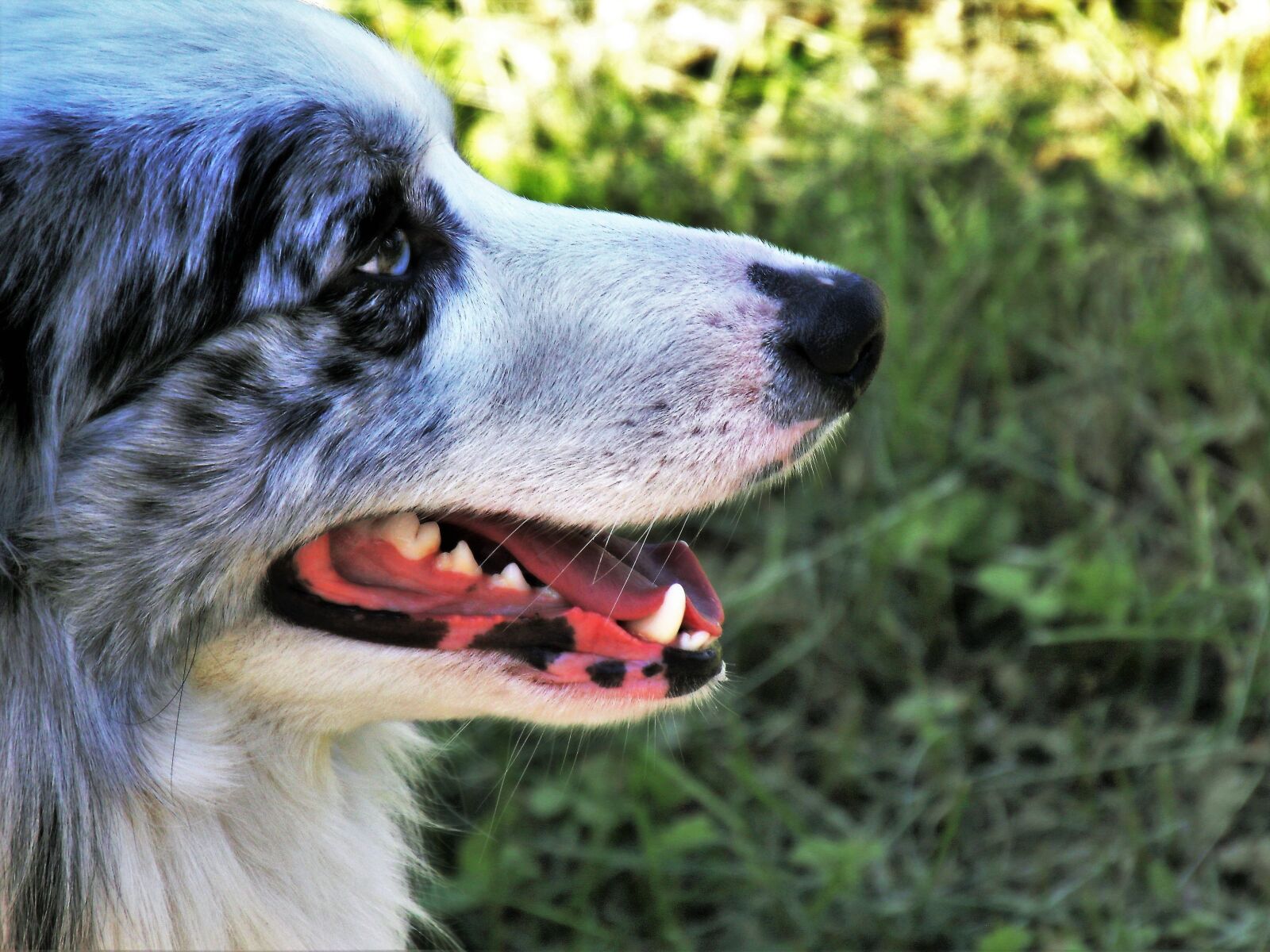Canon EOS 80D sample photo. Side, dog, thoroughbred photography