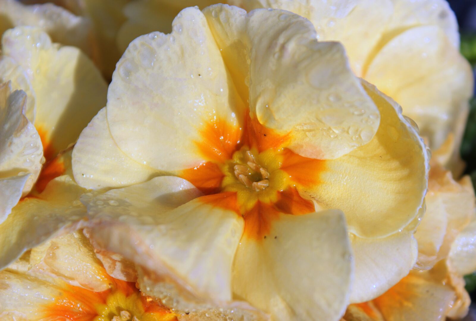 Canon EOS 650D (EOS Rebel T4i / EOS Kiss X6i) sample photo. Primroses, primula, primrose photography