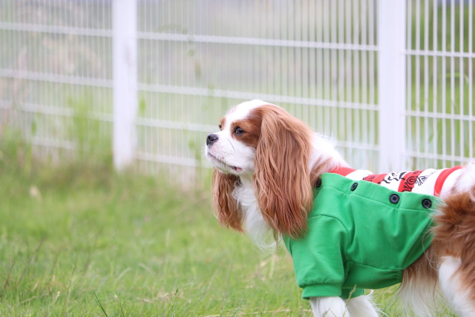 Canon EF-S 55-250mm F4-5.6 IS STM sample photo. Dog, cavalier, pet photography