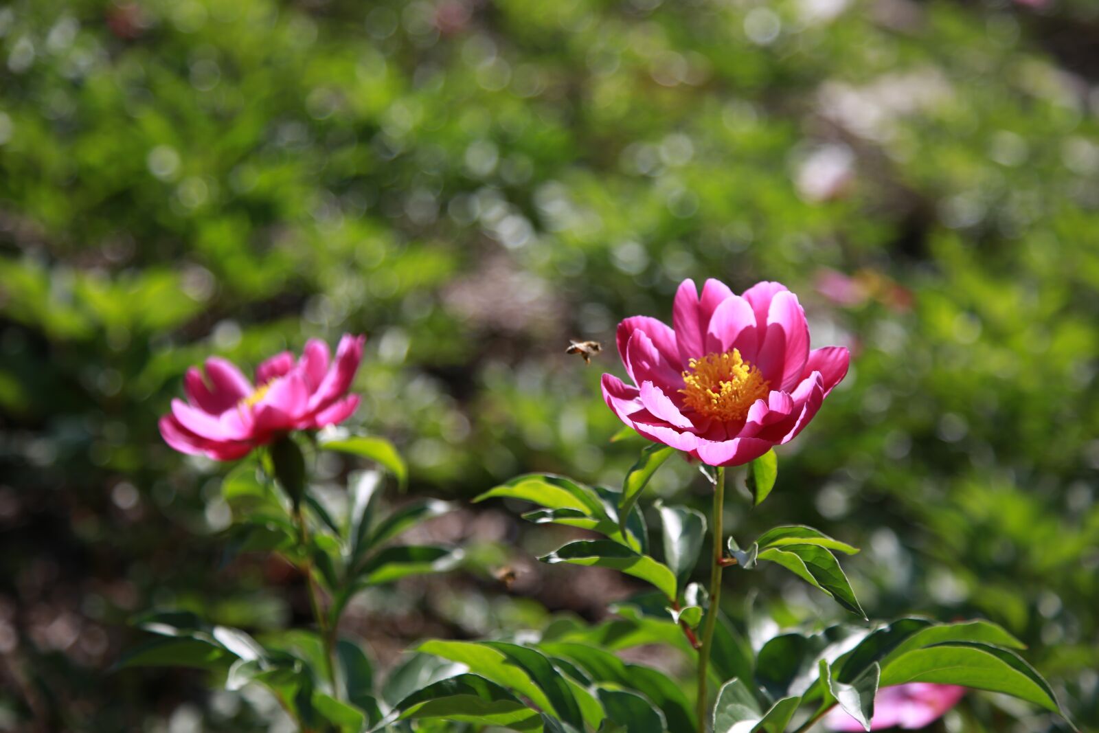 Canon EOS 6D + Canon EF 24-105mm F4L IS USM sample photo. Peony, peonies, flowers photography