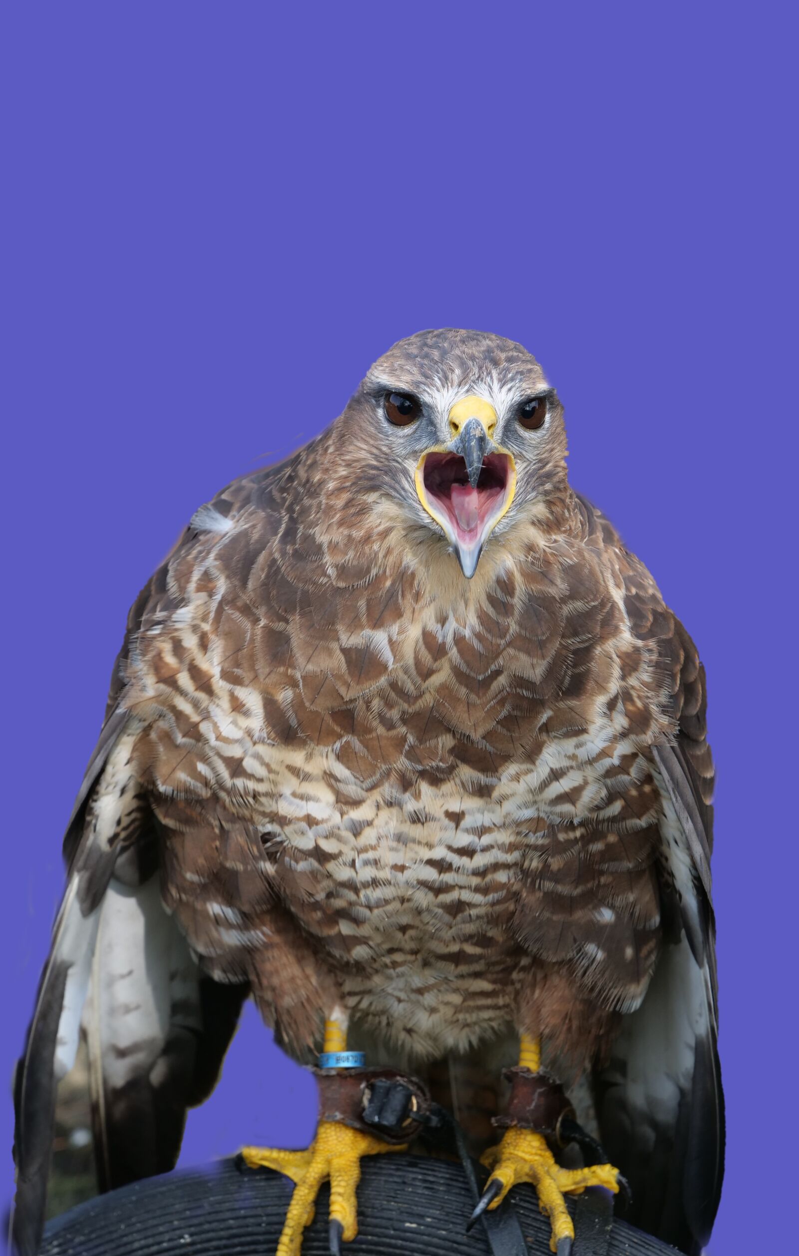 Panasonic Lumix DC-G9 sample photo. Common buzzard, buzzard, wildlife photography