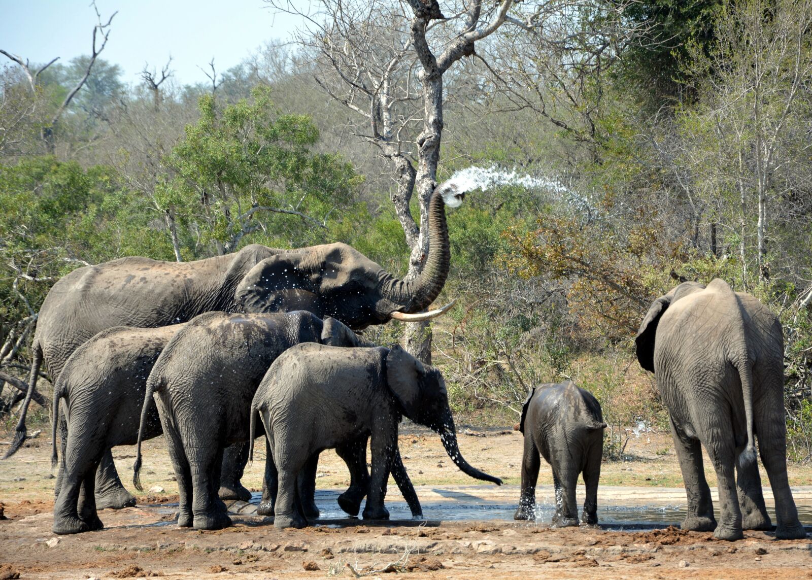 Nikon D5200 sample photo. Elephants, playing in mud photography