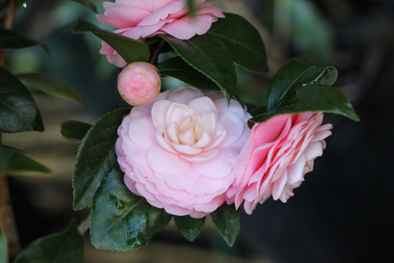 Canon EOS 60D + Canon EF 50mm F1.8 STM sample photo. Camellia, flower, pink perfection photography