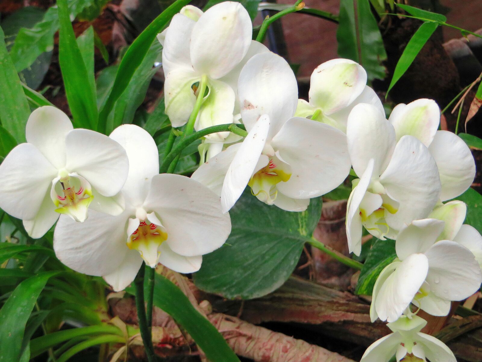 Canon PowerShot SX270 HS sample photo. Orchid, white flower, cymbidium photography