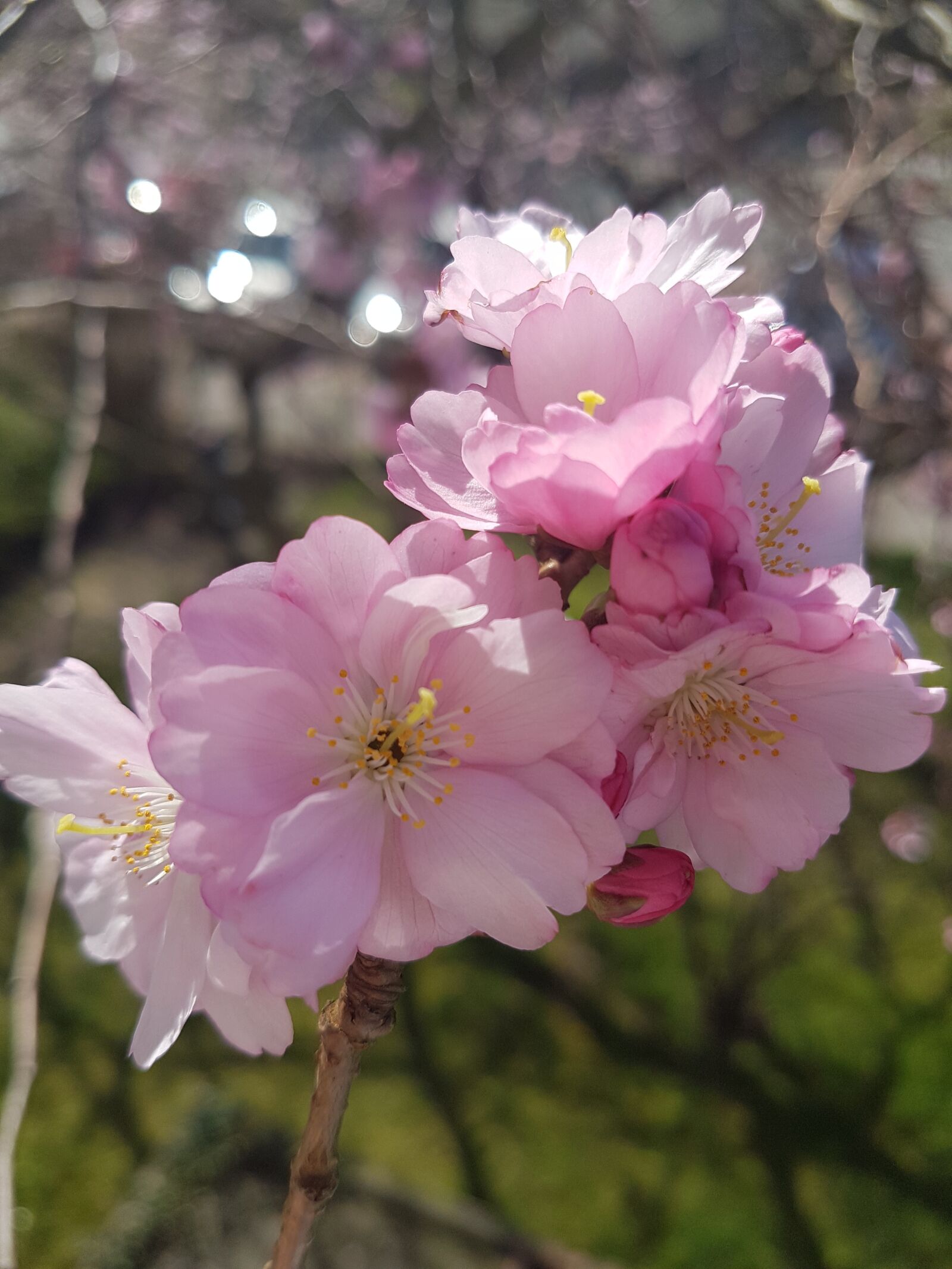 Samsung Galaxy S7 sample photo. Flower, plant, tree photography