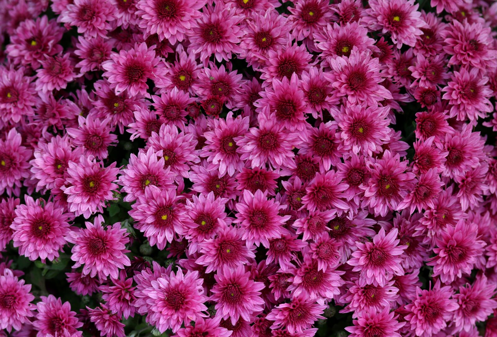 Canon EOS 7D Mark II + Canon EF-S 60mm F2.8 Macro USM sample photo. Chrysanthemum, mov, flower photography
