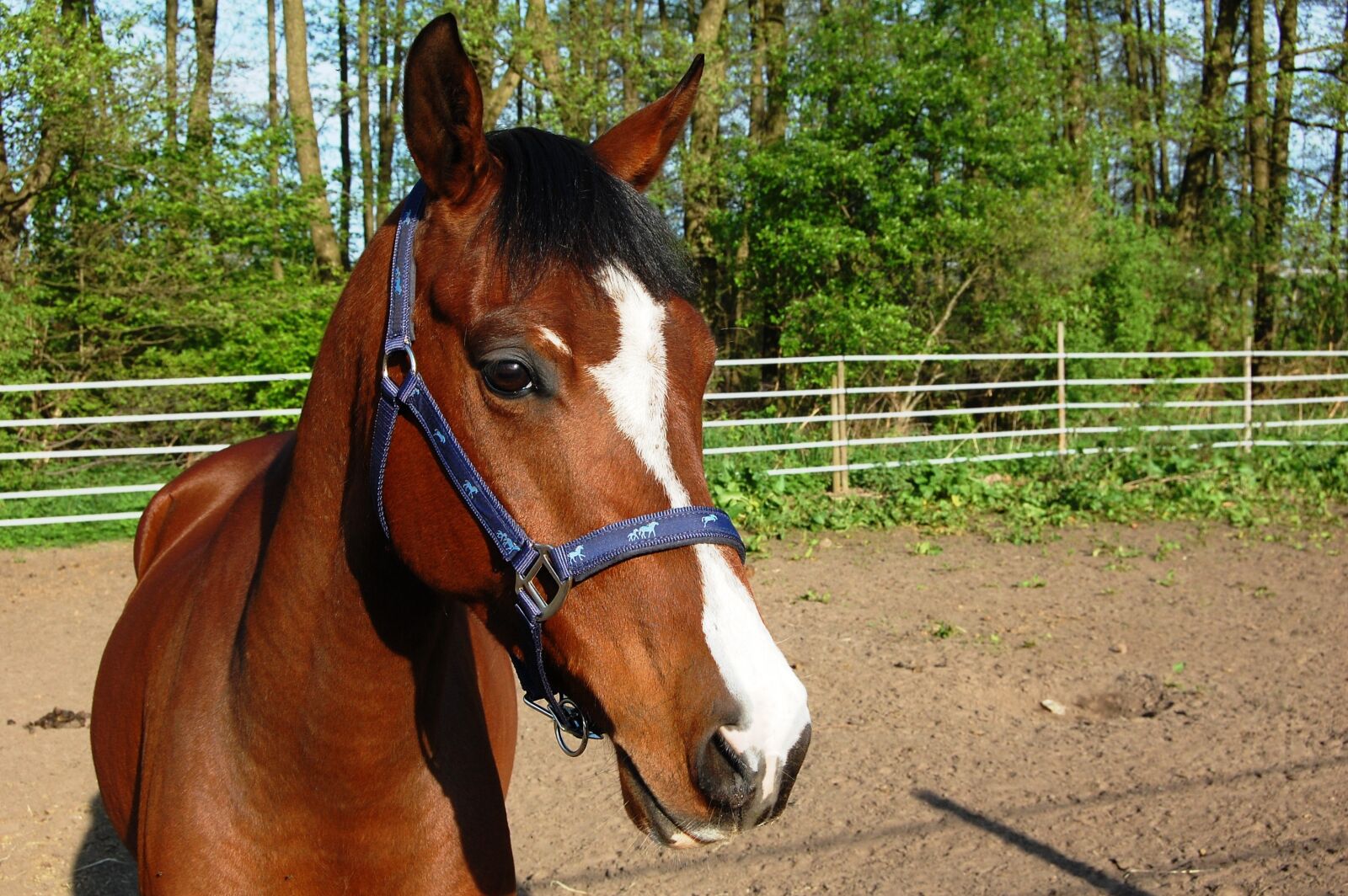 Nikon D40 sample photo. The horse, eyes, ears photography