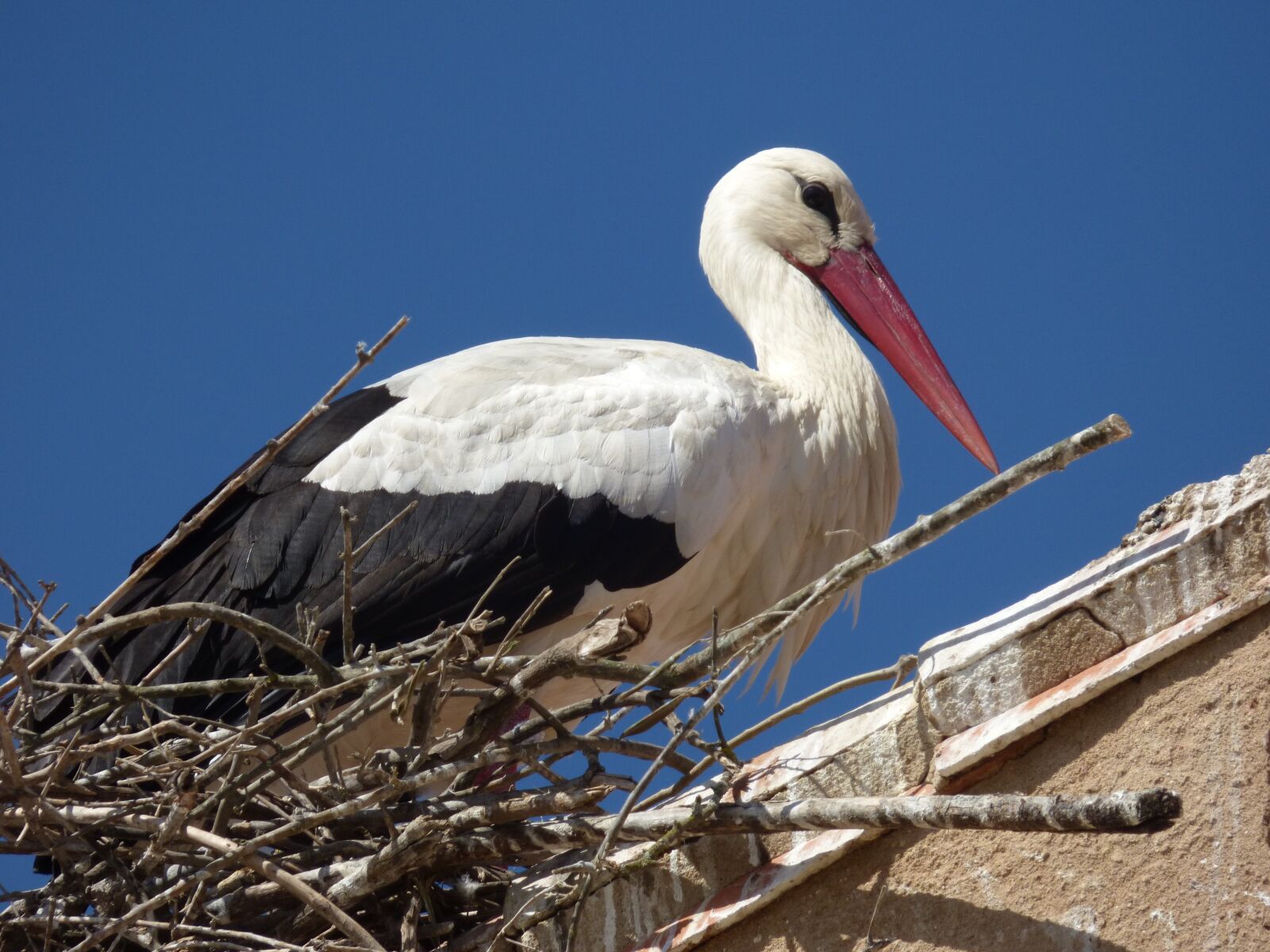 Panasonic DMC-FZ72 sample photo. Stork, nest, roof photography