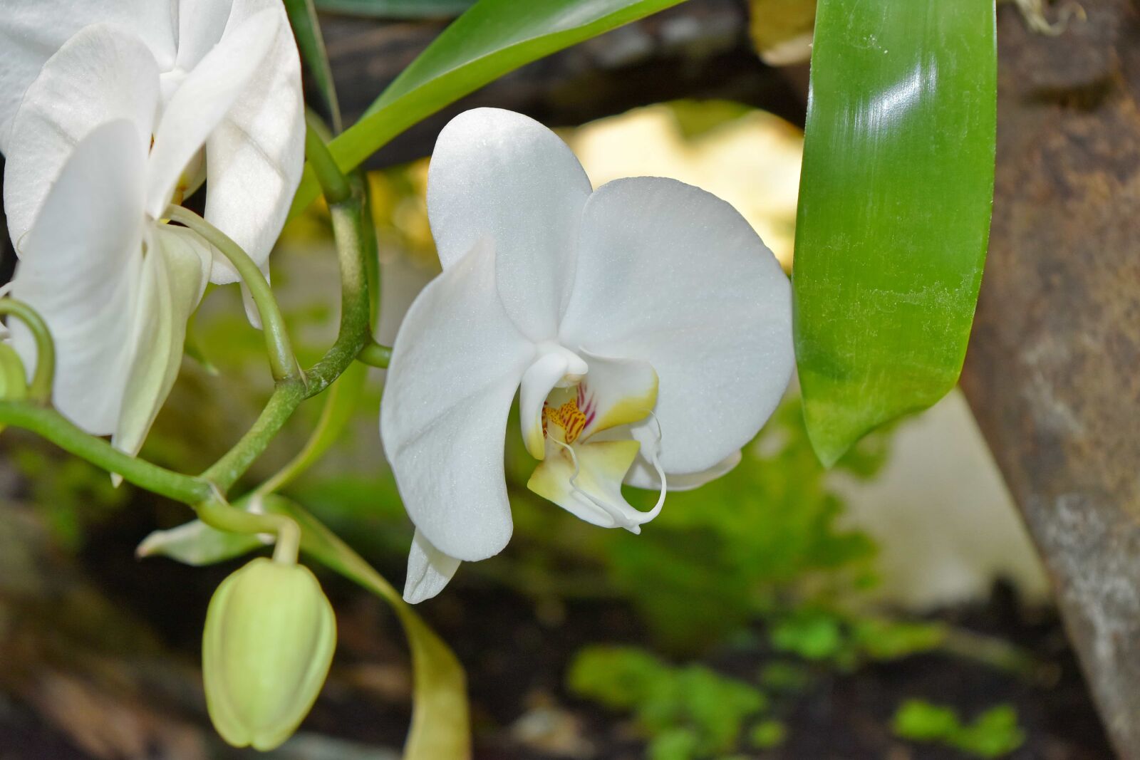 Nikon D5500 sample photo. Beautiful flowers, orchid, rain photography