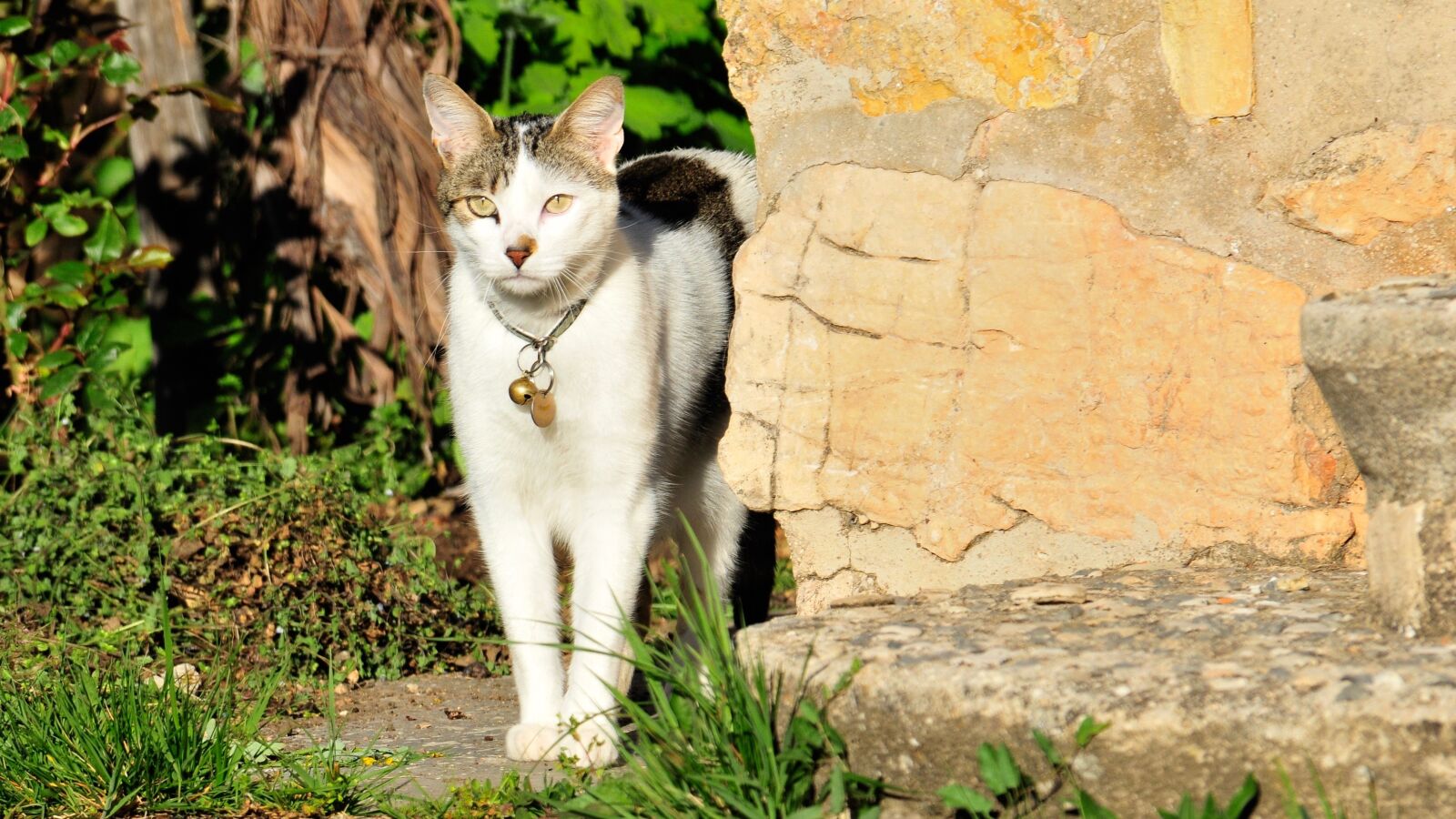 Nikon D300 sample photo. Pet, window, feline photography
