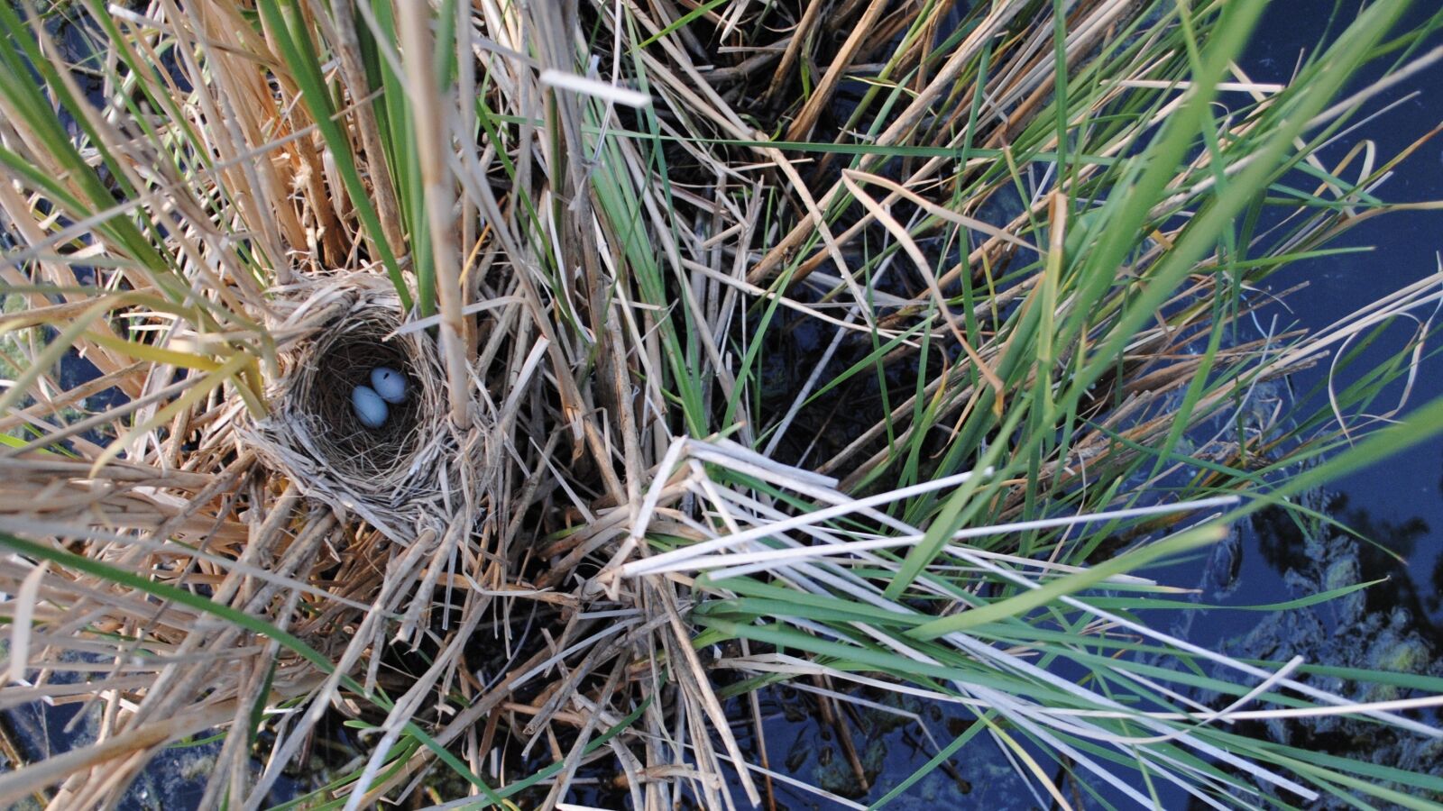 Nikon D3000 sample photo. Bird nest, outdoors, wildlife photography