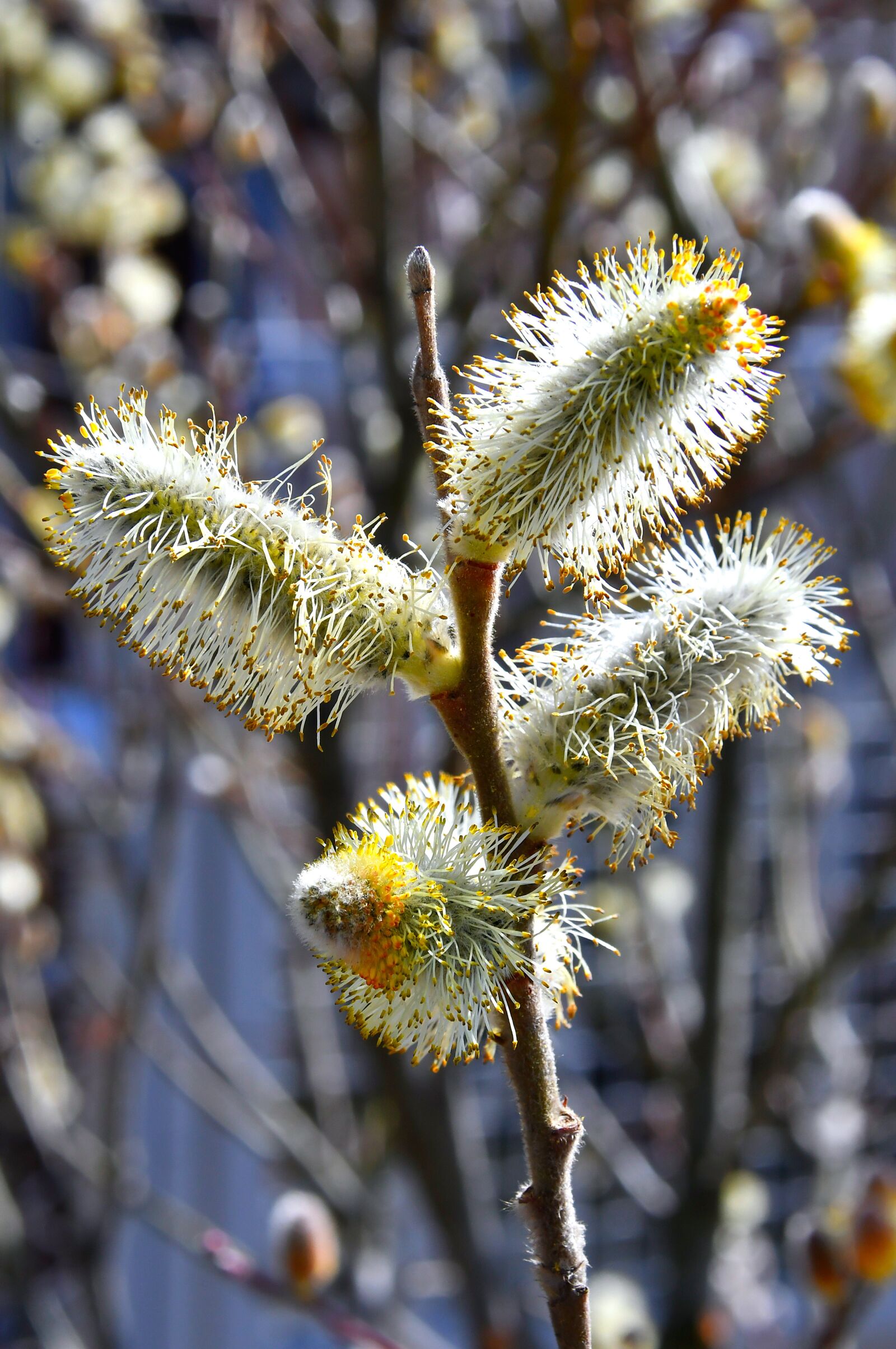 Nikon D3200 sample photo. Spring, barka, bloom photography