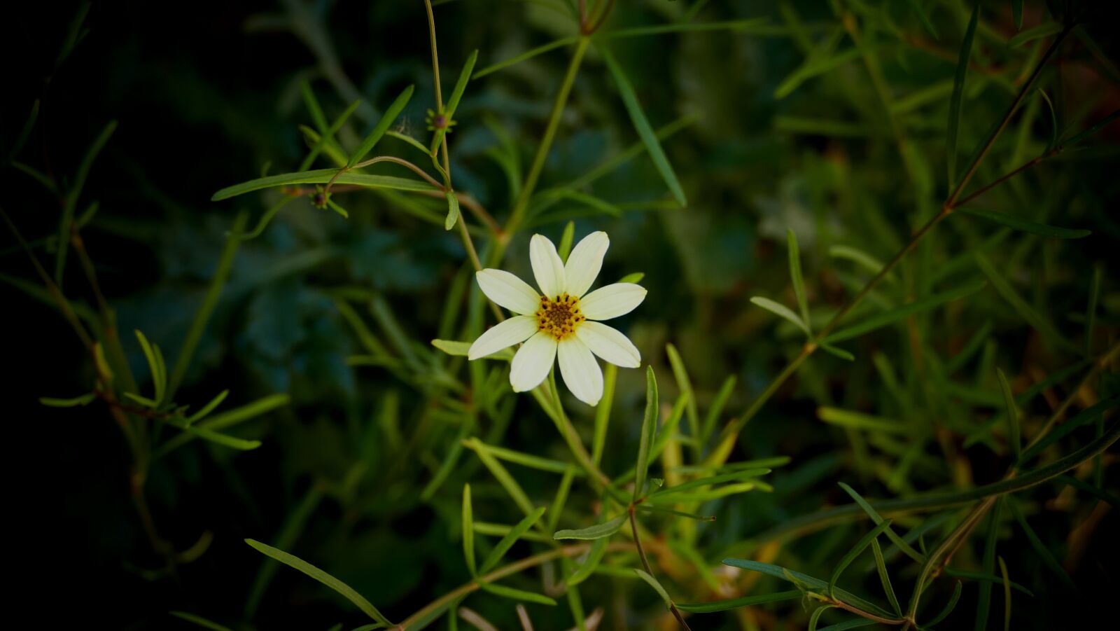 Panasonic Lumix DMC-FZ1000 sample photo. Flower, blossom, petals photography