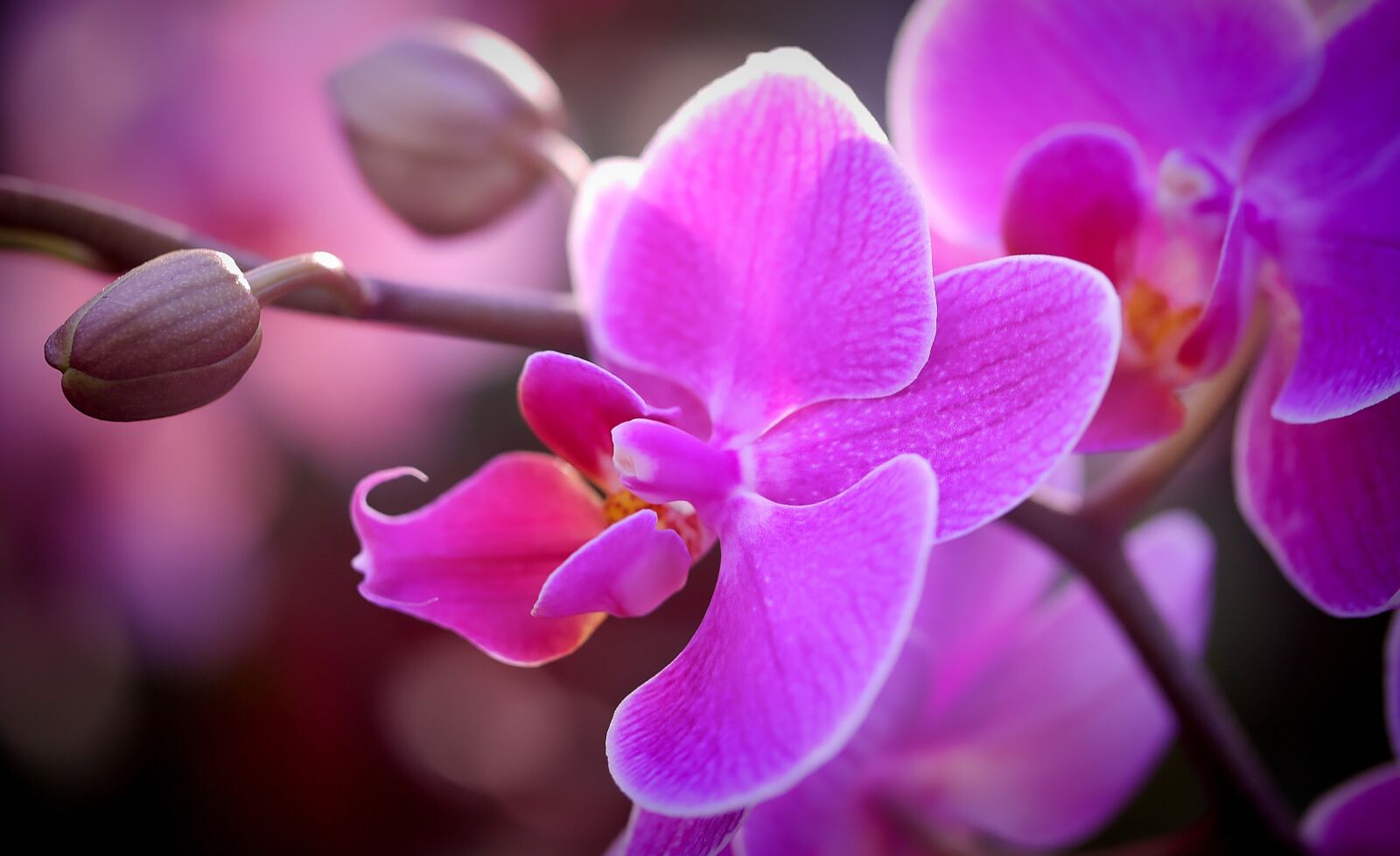 Panasonic Lumix DMC-G2 sample photo. Orchid, flower, blossom photography