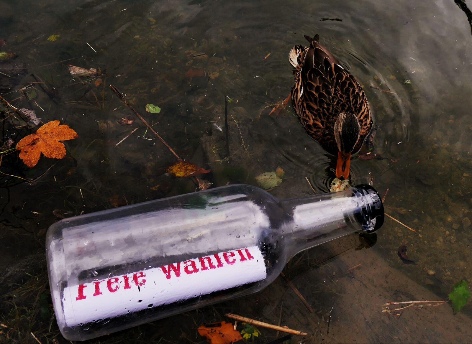 Panasonic DMC-TZ101 sample photo. Message in a bottle photography