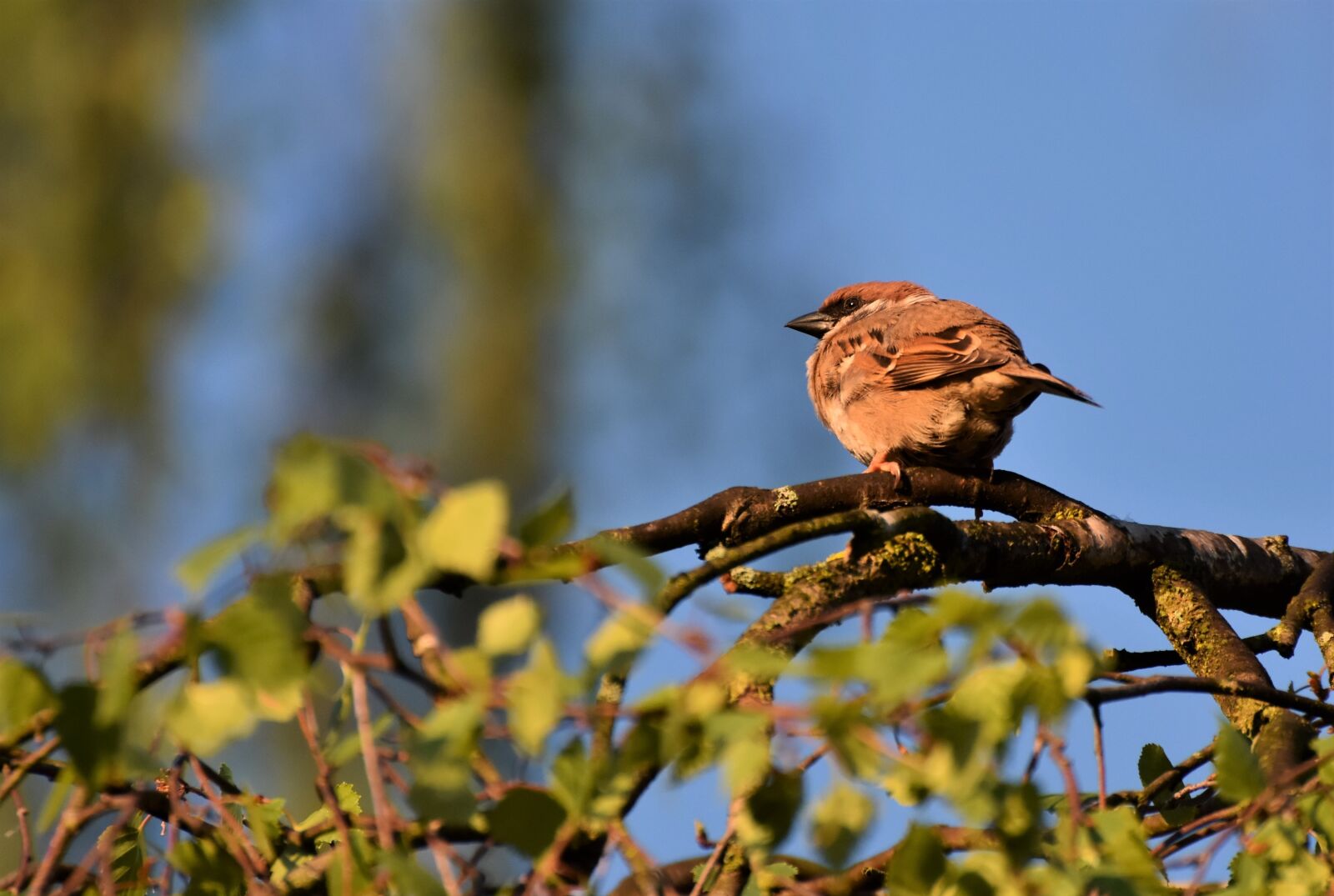 Nikon D7200 sample photo. Sparrow, sperling, bird photography