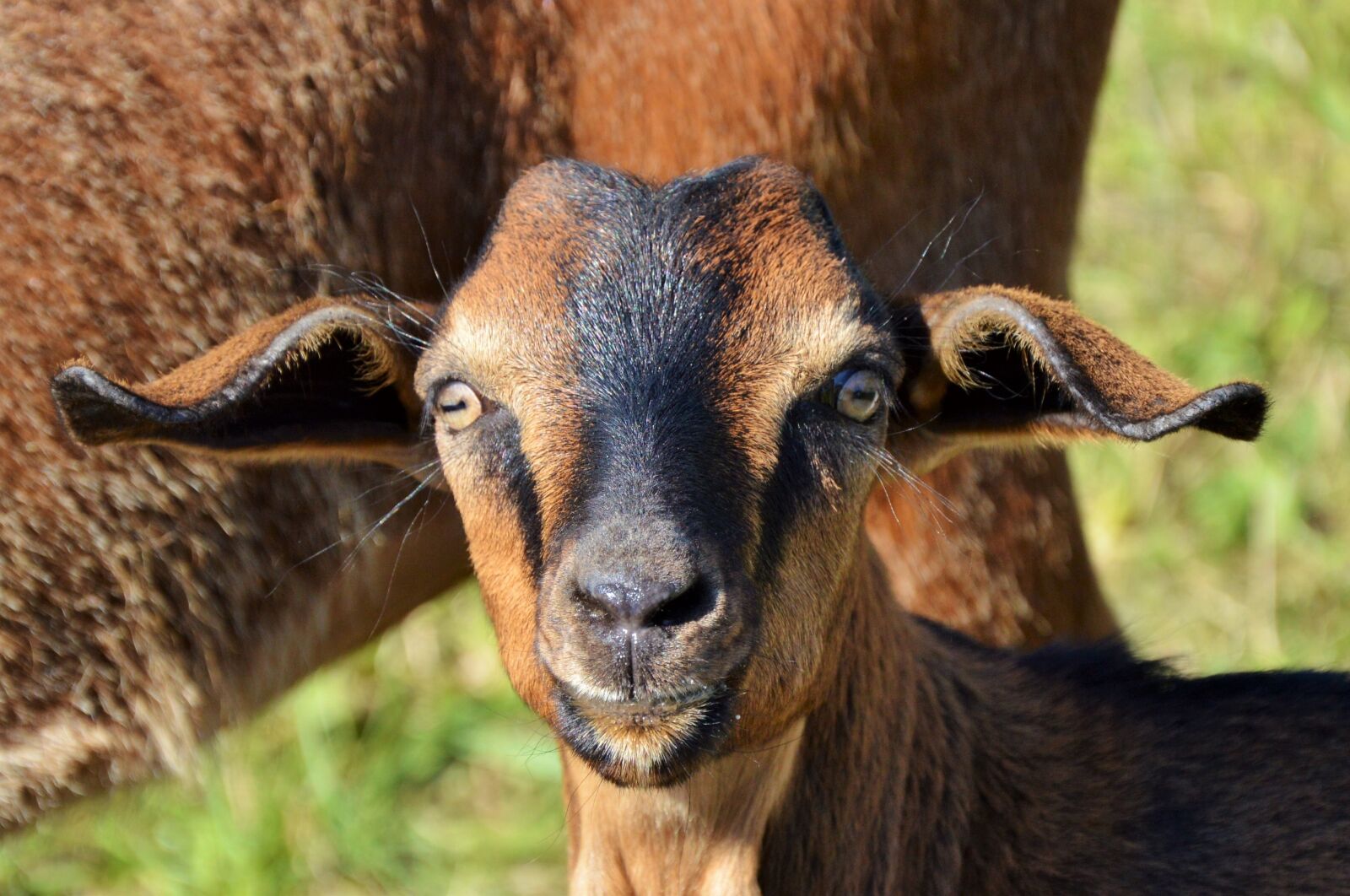 Nikon D3200 sample photo. Goat, prima donna, geiss photography