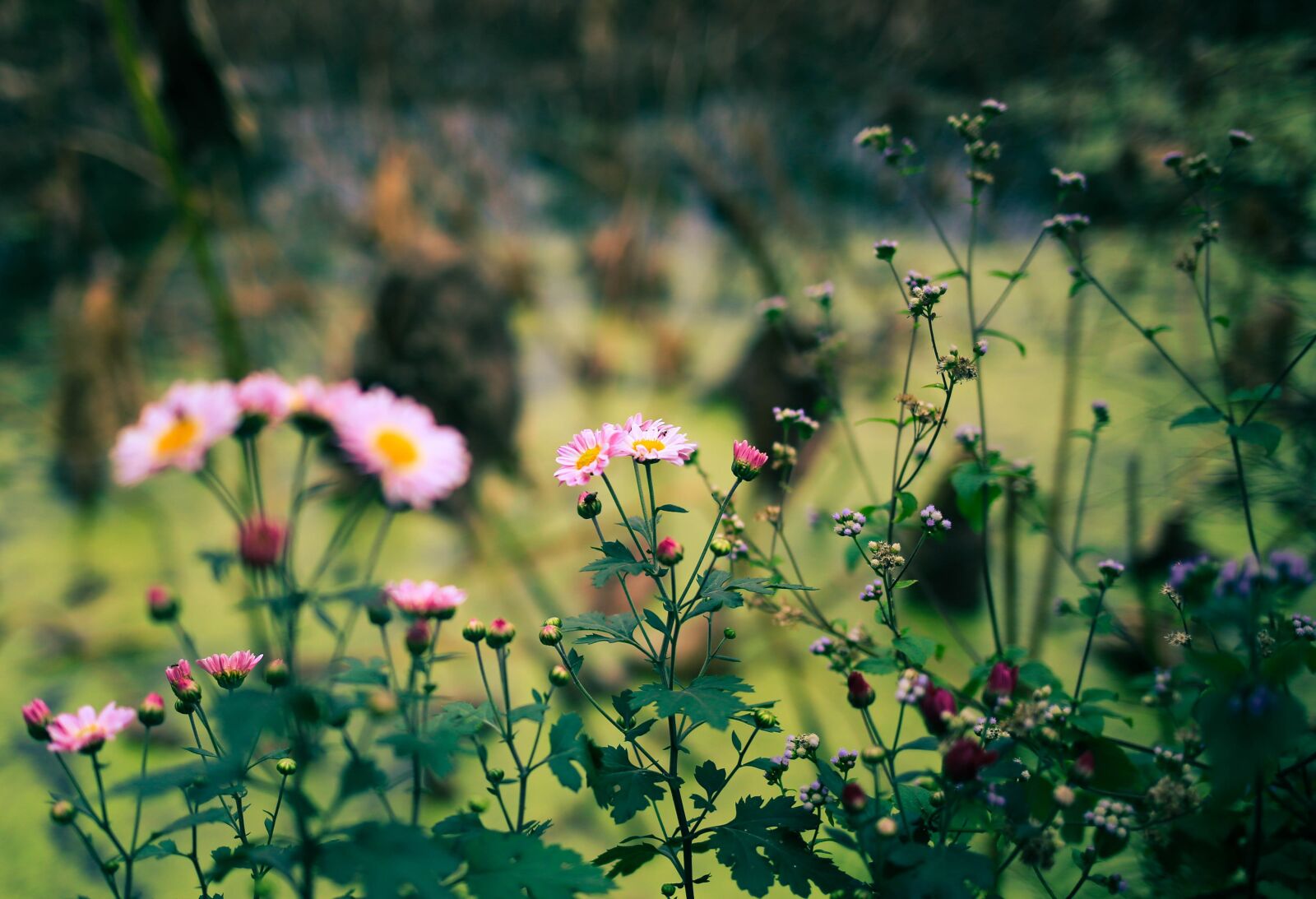 Canon EOS 6D + Canon EF 35mm F2 IS USM sample photo. Roadside, wild flowers, artistic photography