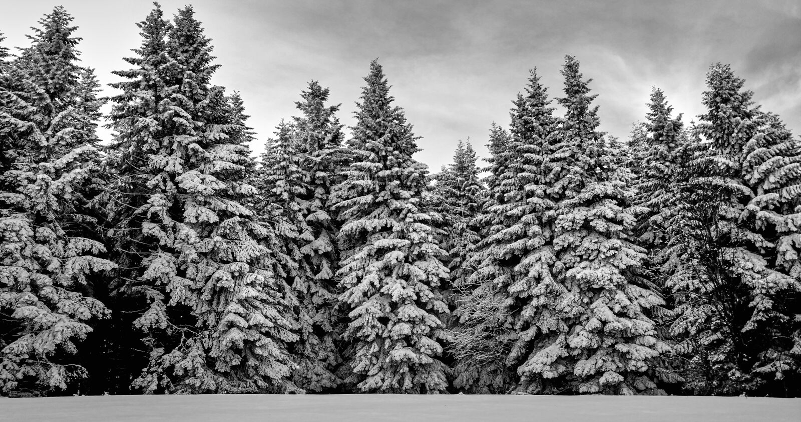 Motorola Moto X Style sample photo. Forest, snow, trees photography