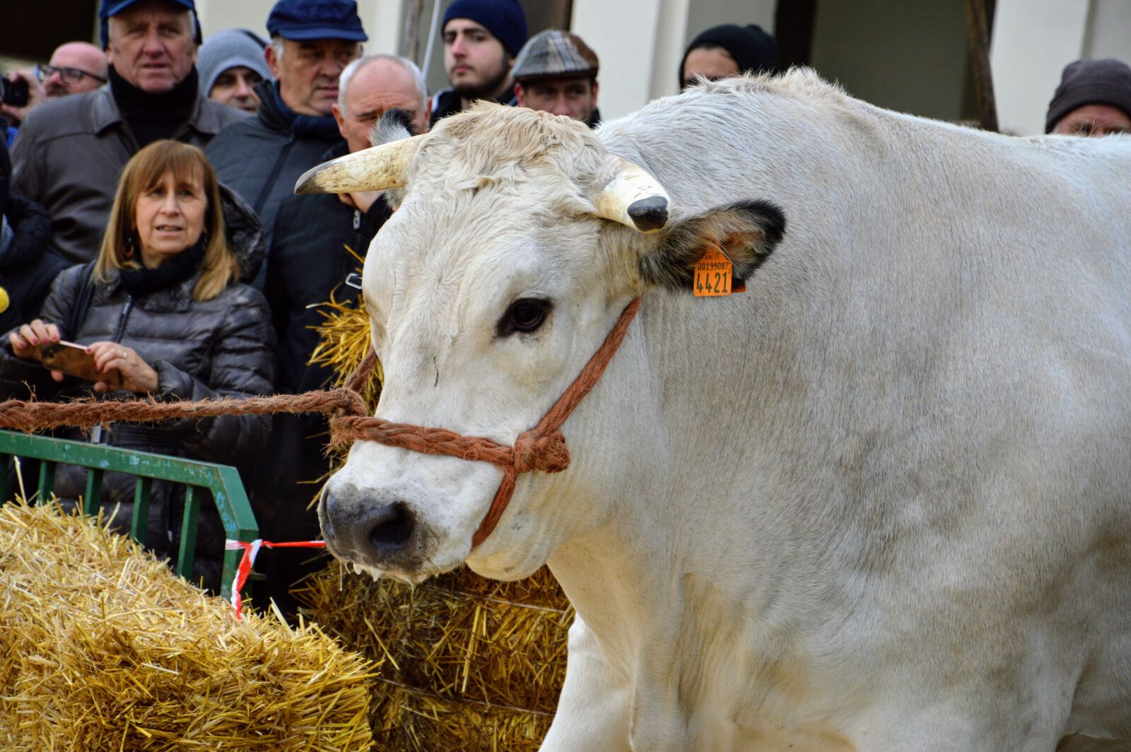 Nikon D3200 sample photo. Ox, fair, breeders photography