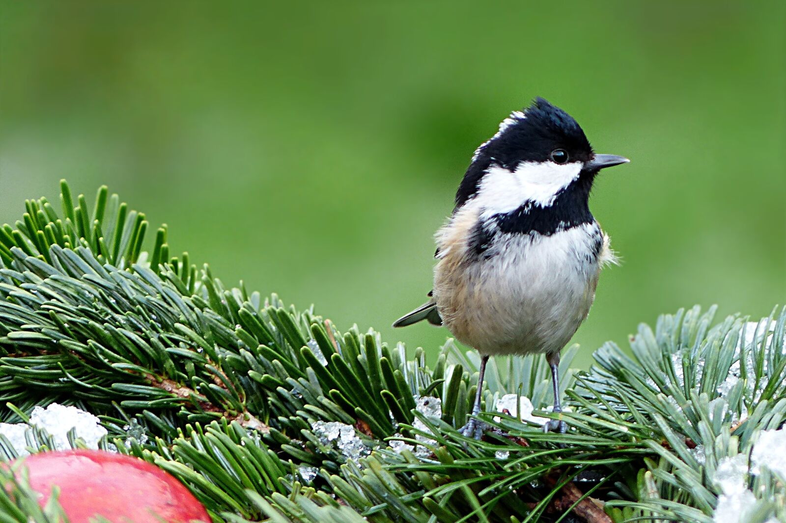 Panasonic Lumix DMC-FZ200 sample photo. Tit, coal tit, periparus photography