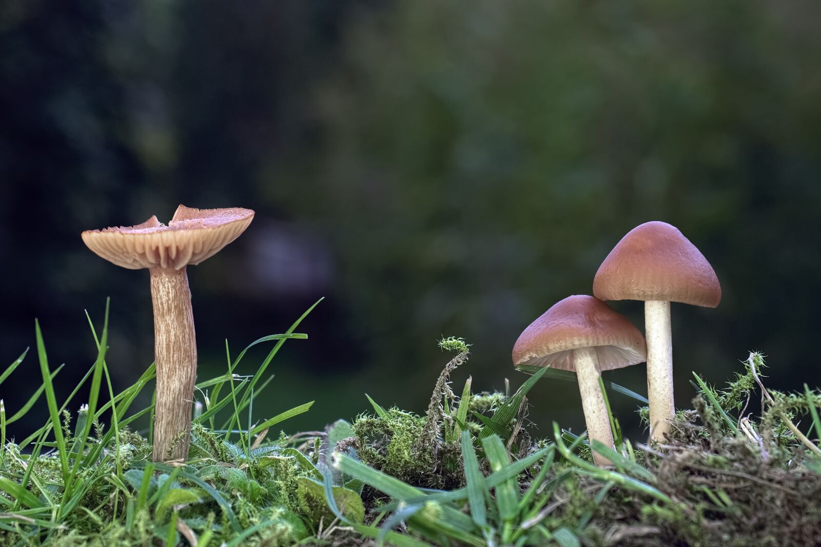 Olympus OM-D E-M5 II + Olympus M.Zuiko Digital ED 12-40mm F2.8 Pro sample photo. Mushroom, small mushroom, lamellar photography