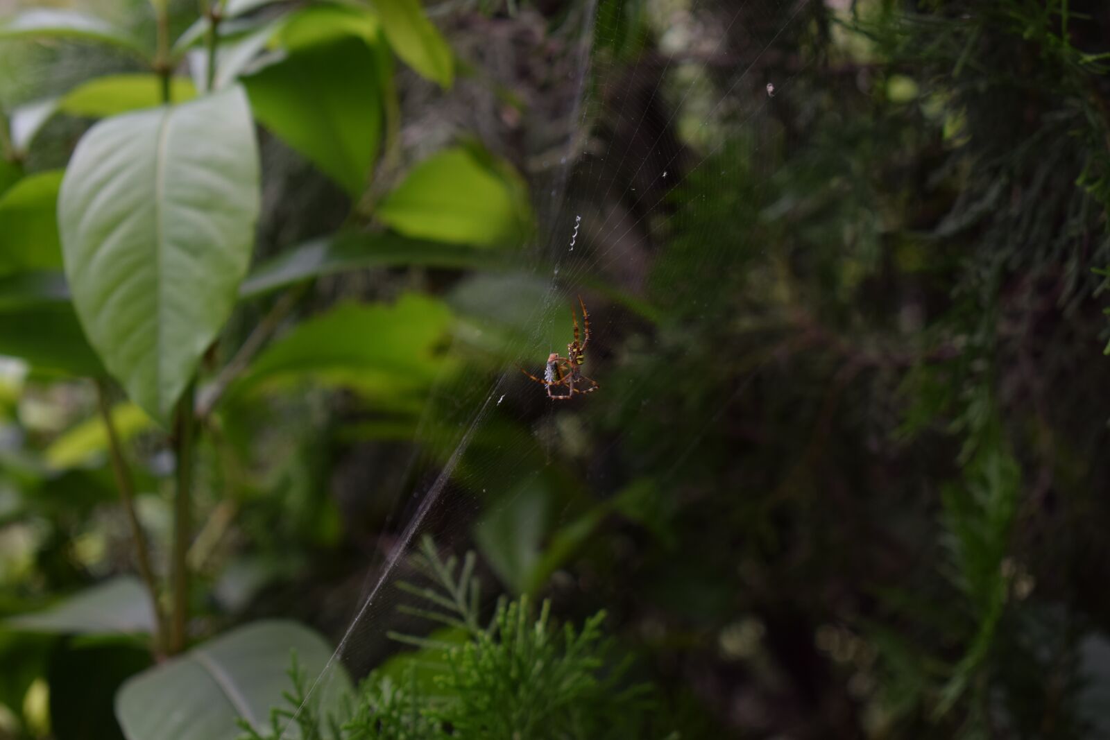 Nikon D5300 sample photo. Spider, wave, insect photography