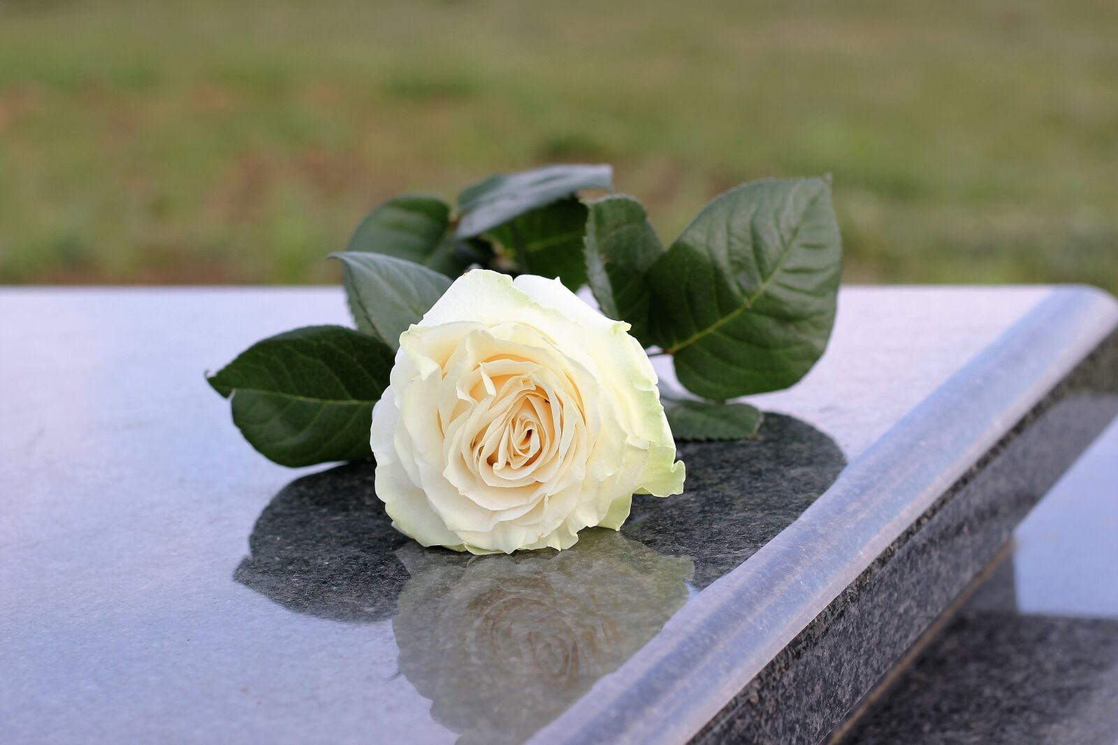 Canon EOS 550D (EOS Rebel T2i / EOS Kiss X4) sample photo. White rose, purity, grey photography