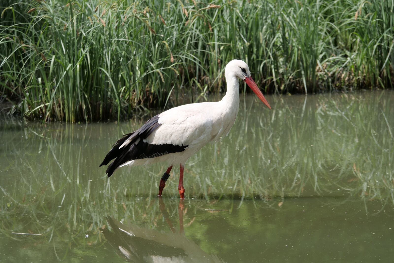 Panasonic Lumix DC-G9 sample photo. White stork, bird, rattle photography