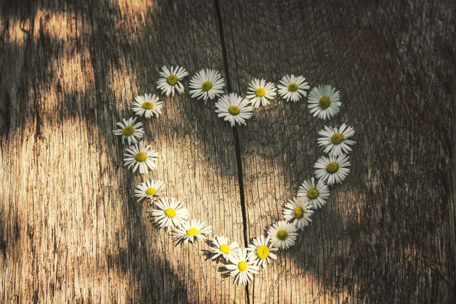 Canon EOS 700D (EOS Rebel T5i / EOS Kiss X7i) sample photo. Love, daisies, spring photography