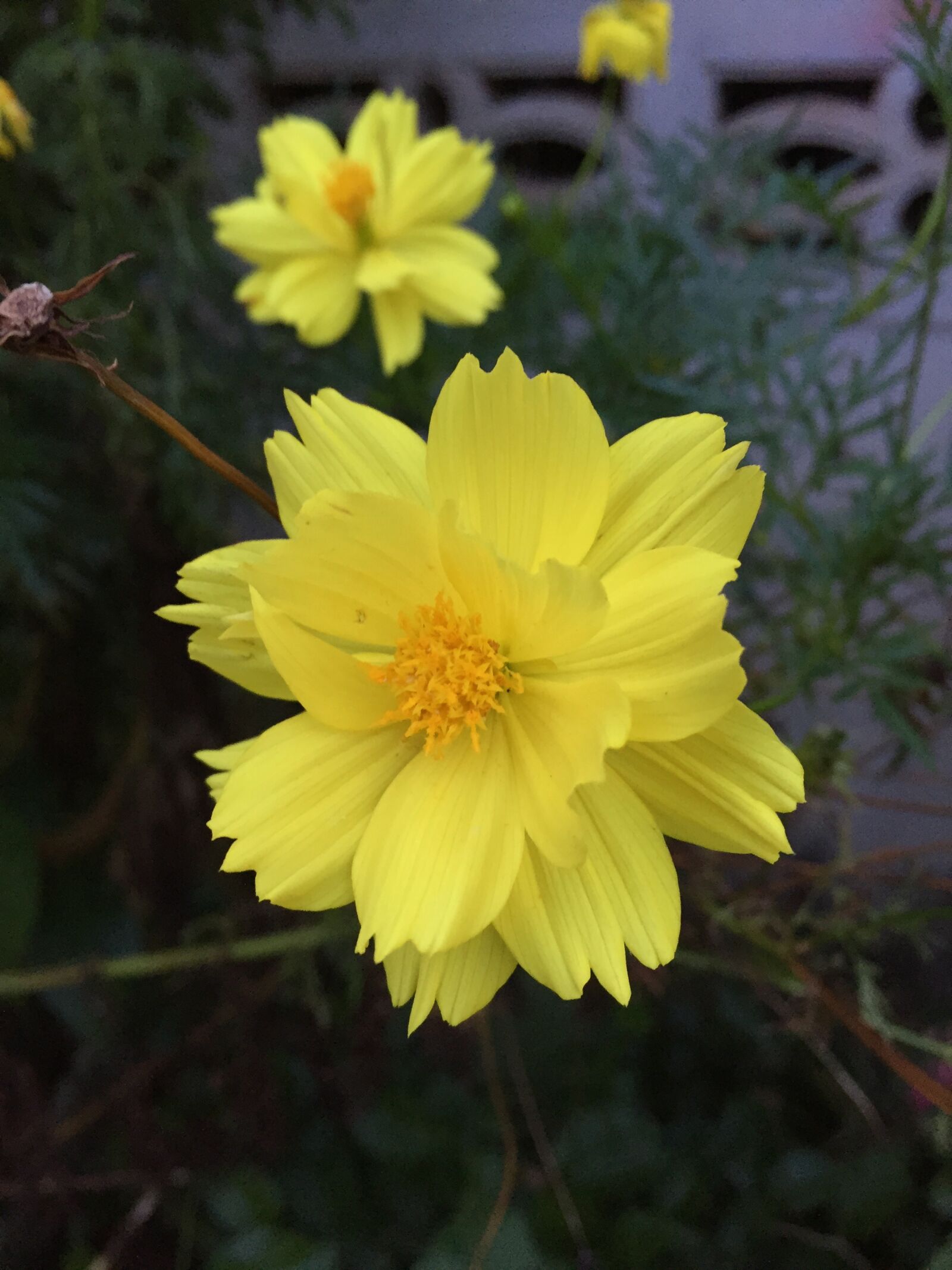 Apple iPhone 6 sample photo. Yellow, flower, nature photography