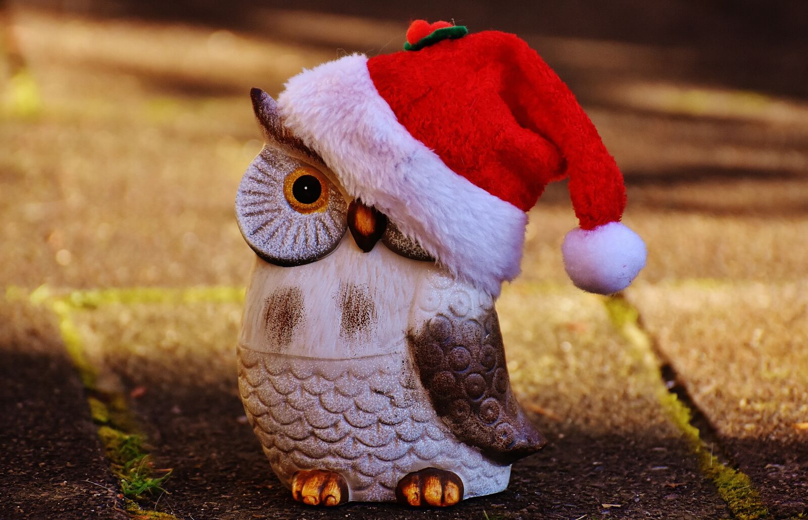 Nikon D7200 sample photo. Christmas, owl, santa hat photography