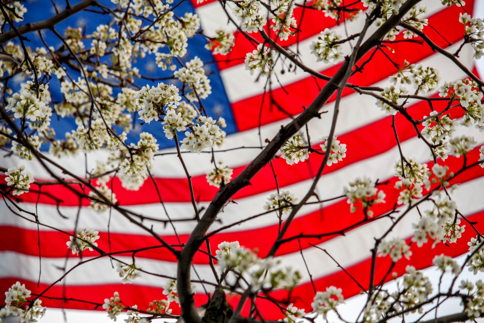 Canon EOS 700D (EOS Rebel T5i / EOS Kiss X7i) sample photo. Flag, tree, branch photography