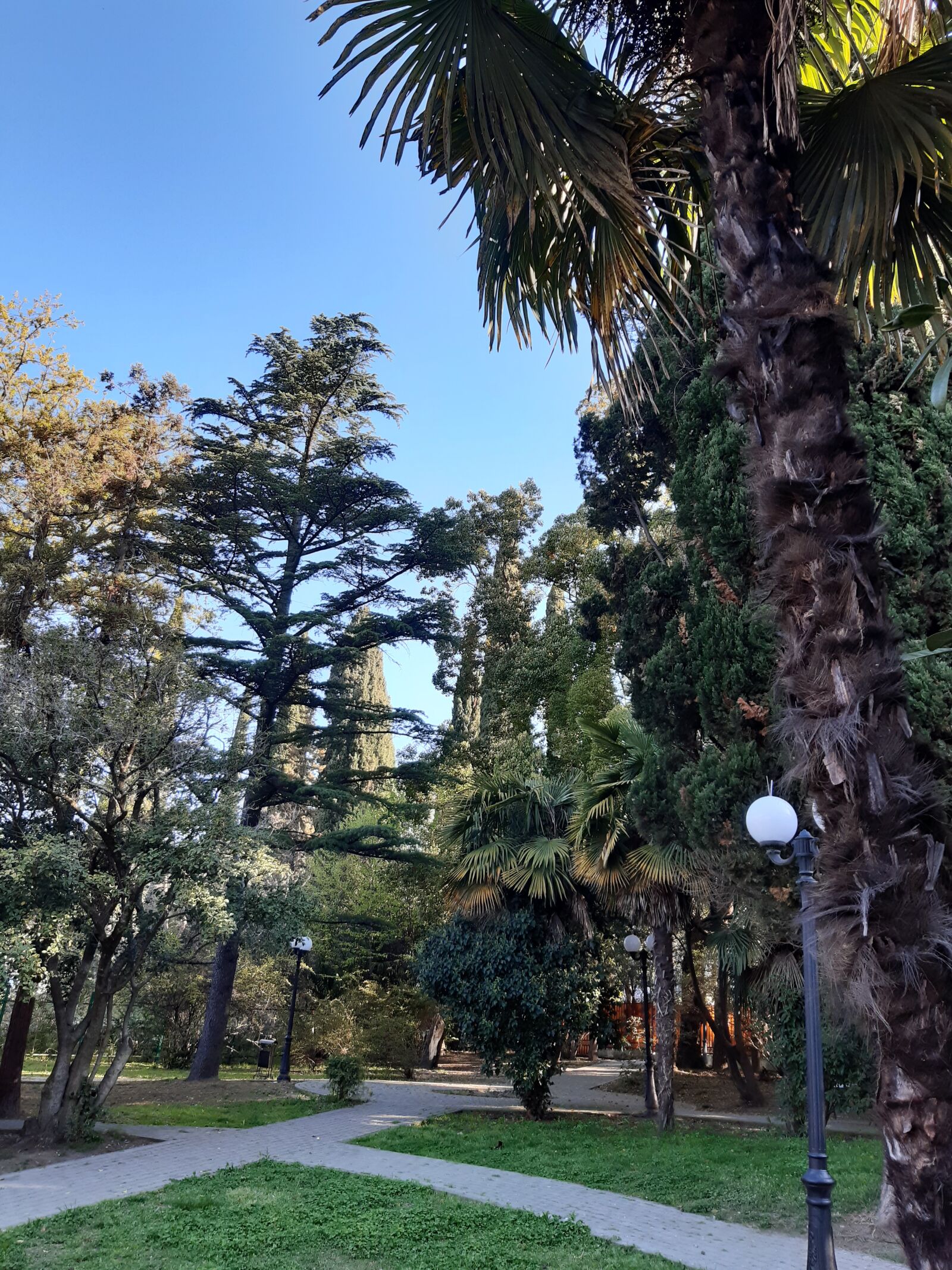 Samsung Galaxy A30 sample photo. Park, evergreen, pine photography