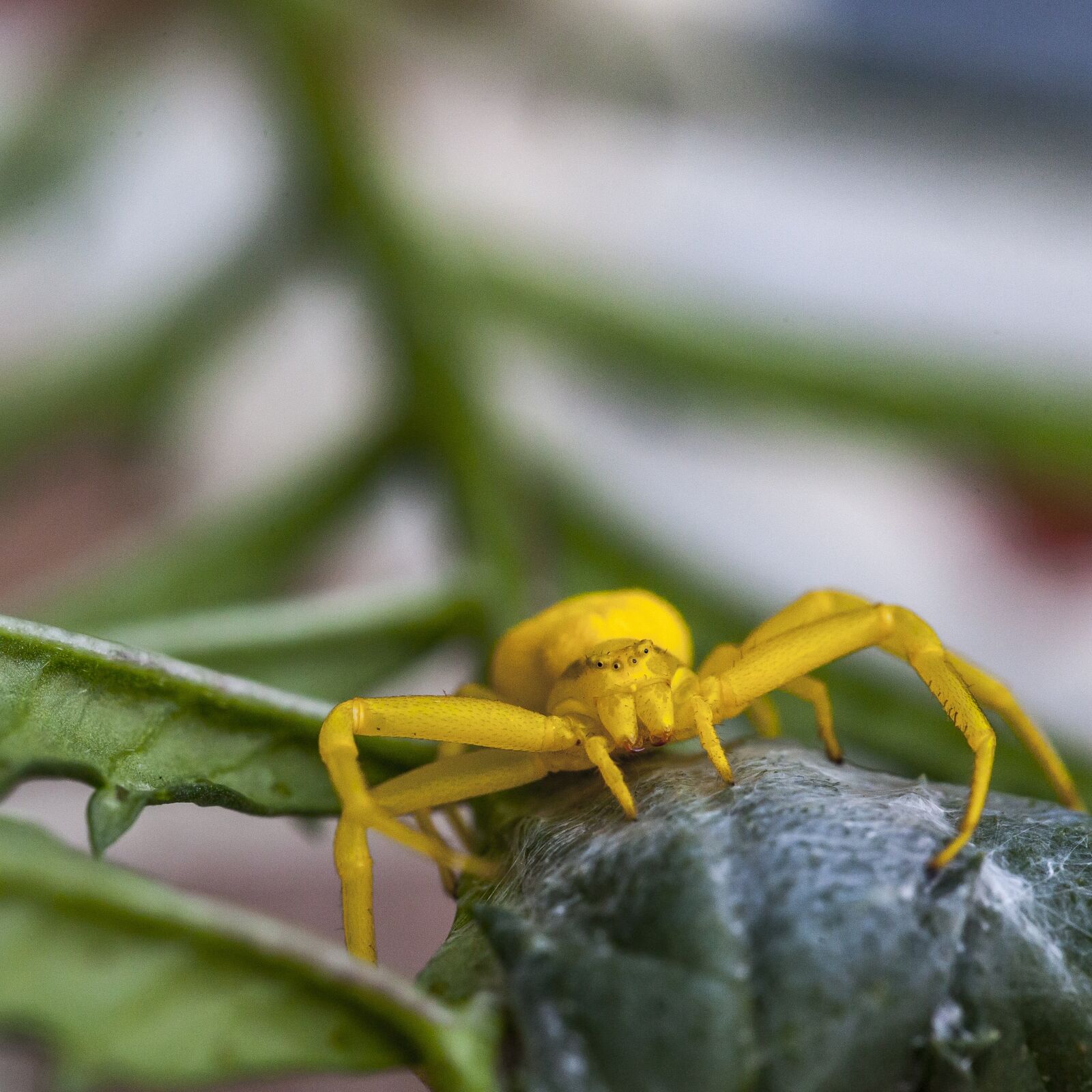 Canon EF 100mm F2.8L Macro IS USM sample photo. Flower crab spider, crab photography