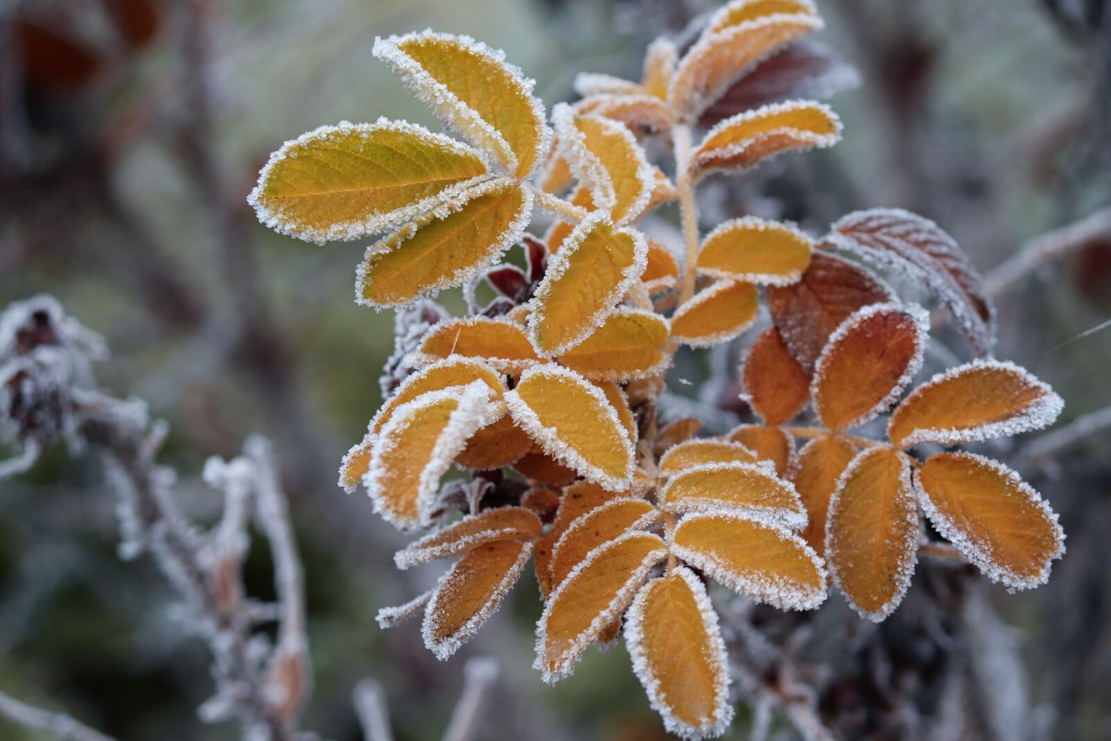Canon EOS 200D (EOS Rebel SL2 / EOS Kiss X9) sample photo. Leaves, ripe, frozen photography