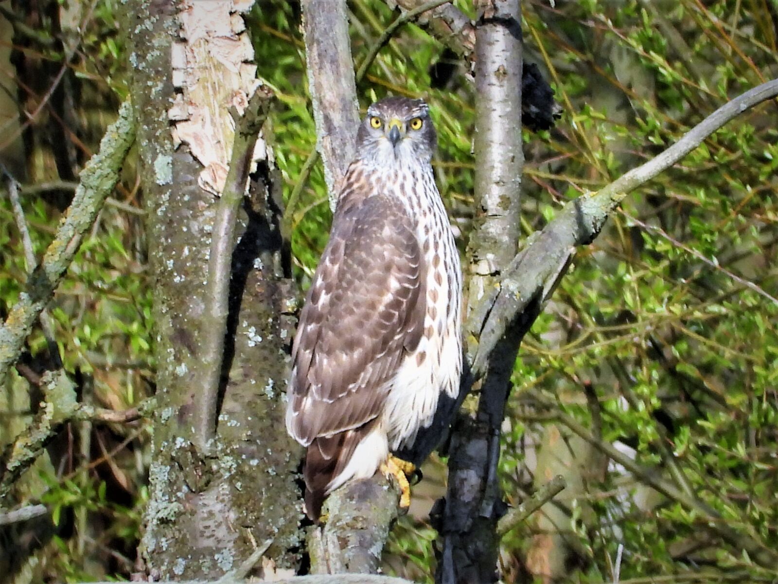 Nikon Coolpix P1000 sample photo. Hawk, bird of prey photography