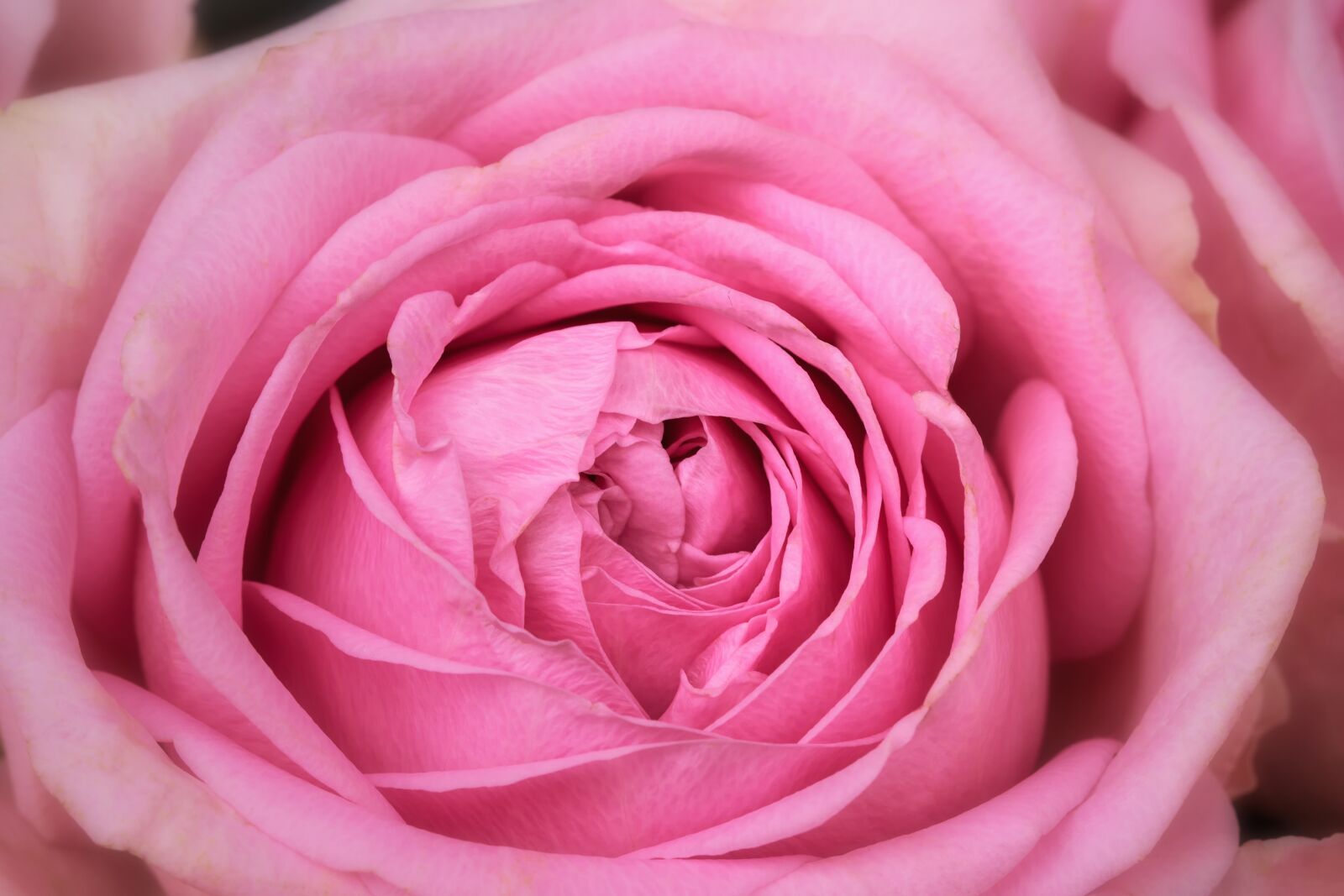 Canon EOS 7D Mark II sample photo. Nature, flowers, pink photography