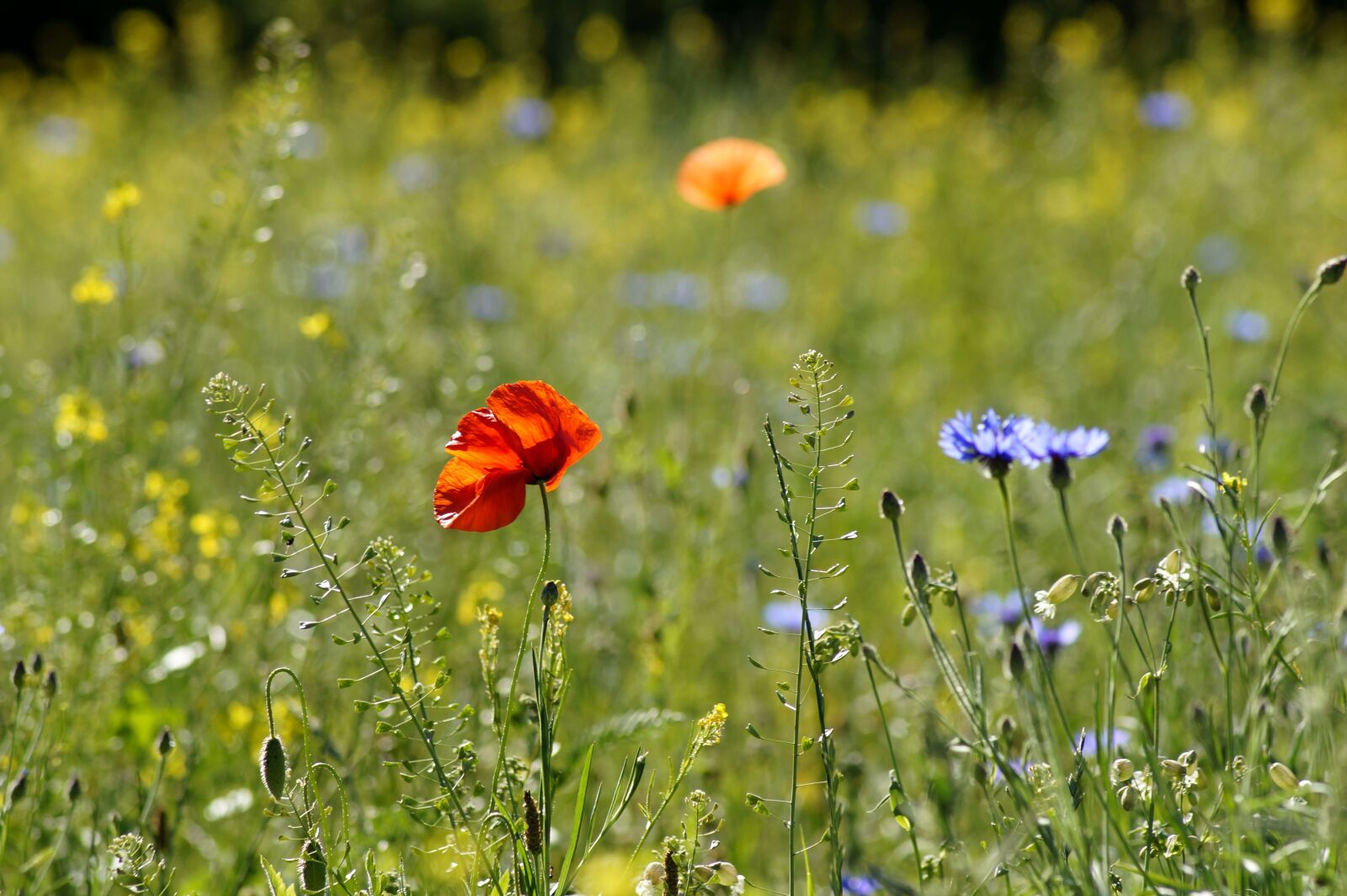 Sony SLT-A58 sample photo. Meadow, flower meadow, summer photography