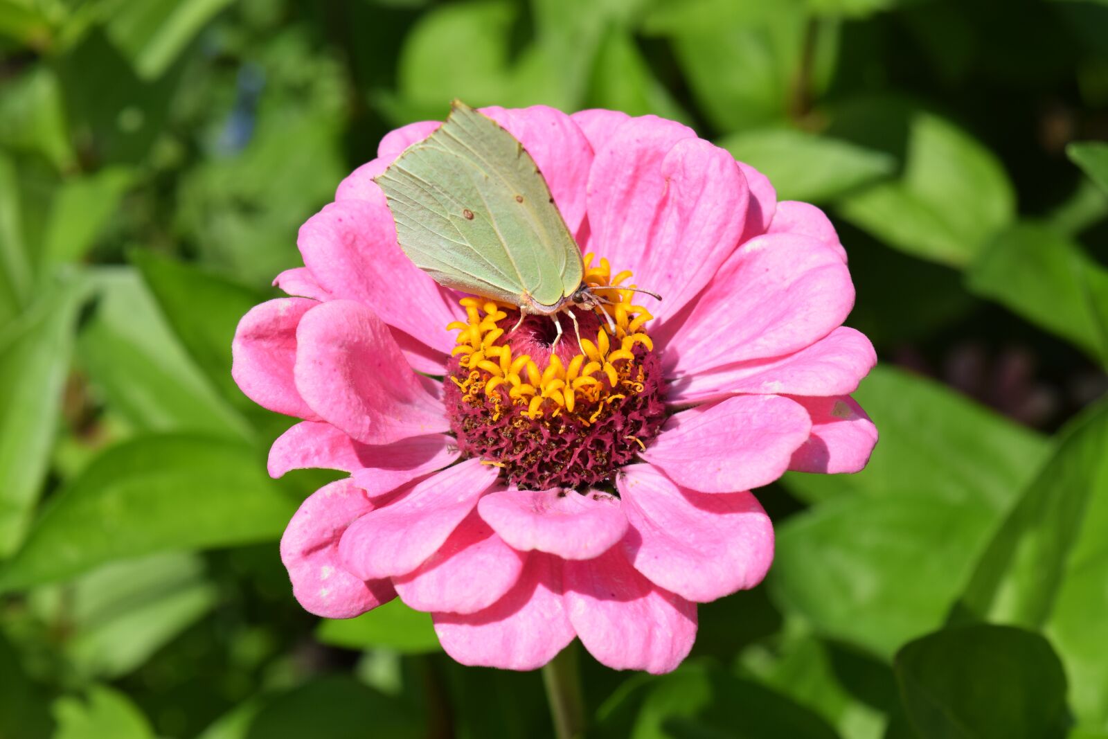 Nikon D3300 sample photo. Nature, flower, flora photography