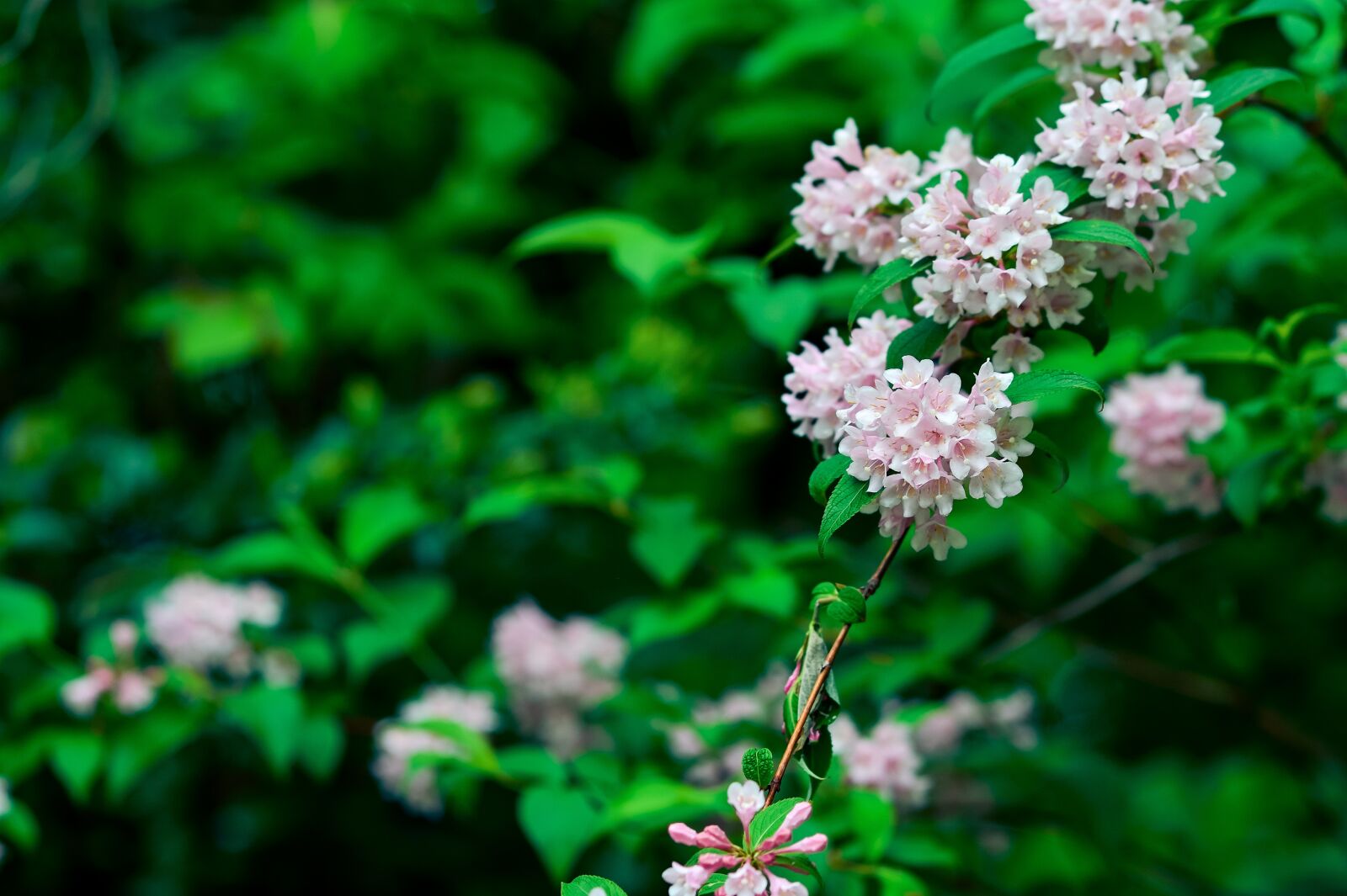 Nikon Df sample photo. Natural, plant, mountain photography