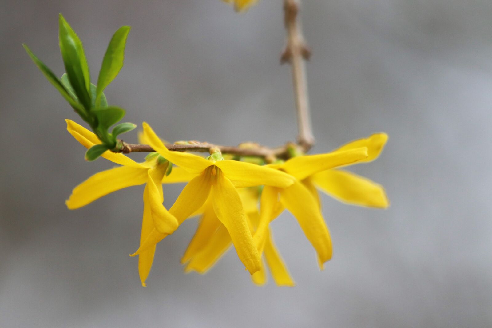 Canon EOS 200D (EOS Rebel SL2 / EOS Kiss X9) sample photo. Spring, forsythia, yellow photography