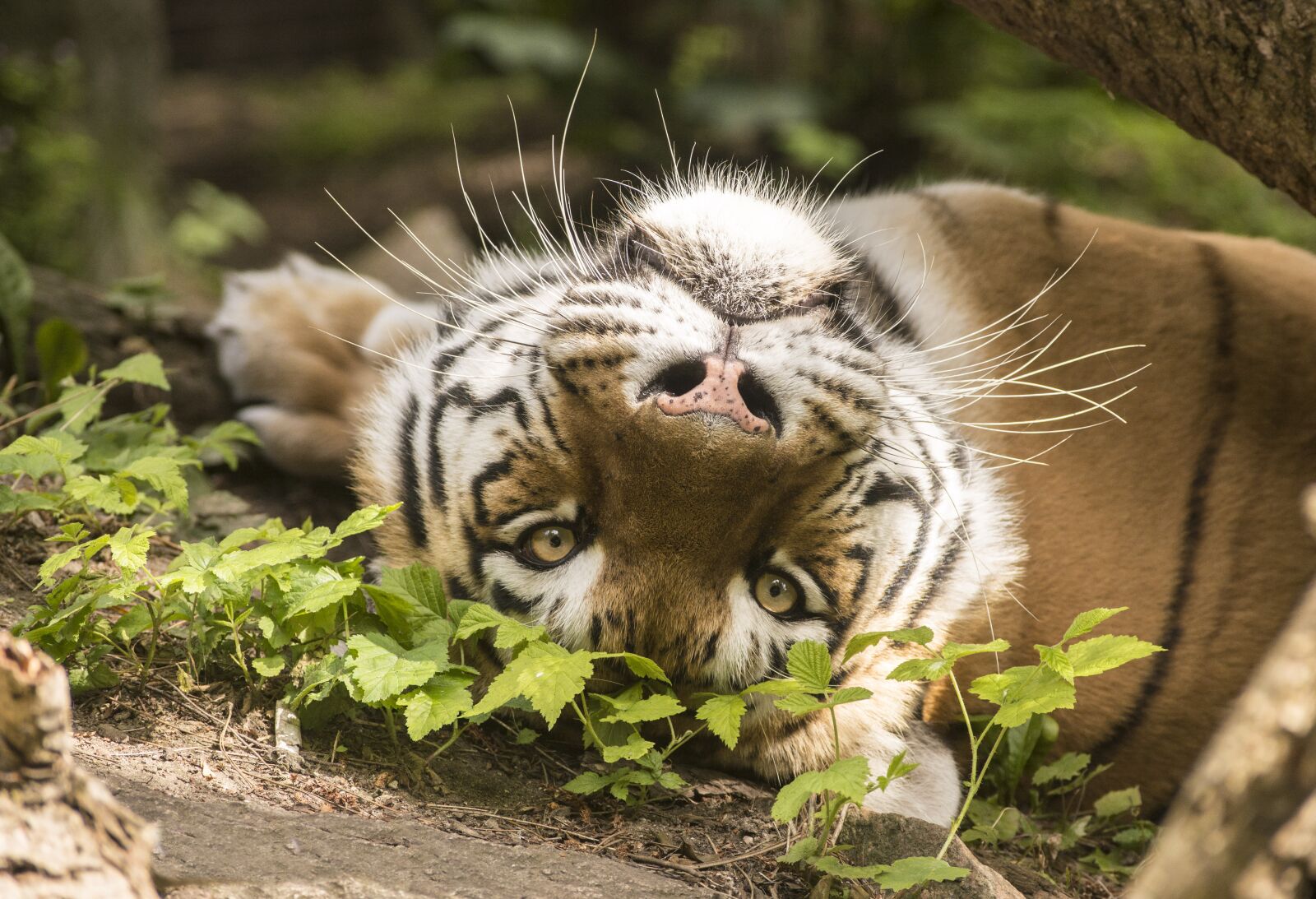 Nikon D5200 sample photo. Tiger, face, zoo photography